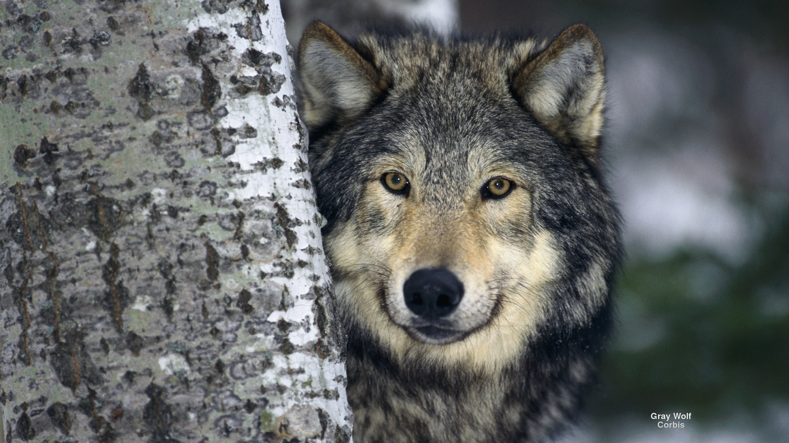 Animal Wolf Gray Wolf Tree Winter Wildlife 2560x1440