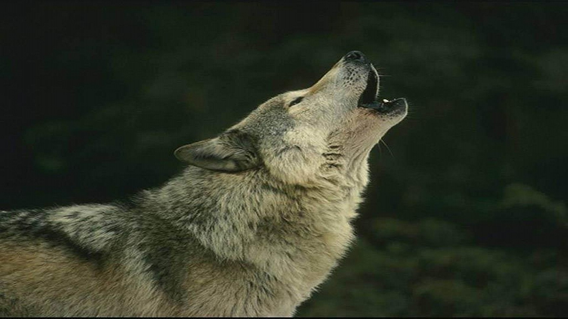 Howling Wolf 1920x1080