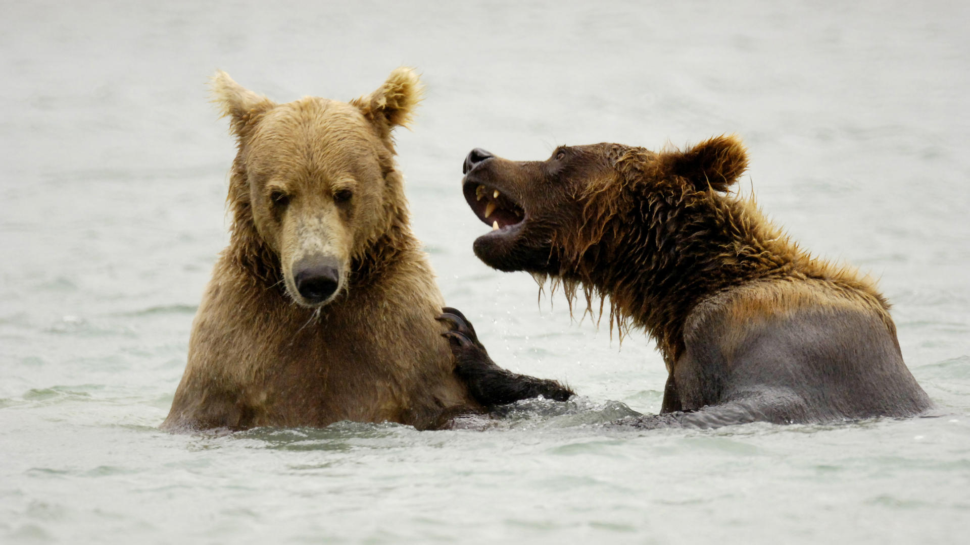 Grizzly Bear Katmai National Park Alaska 1920x1080