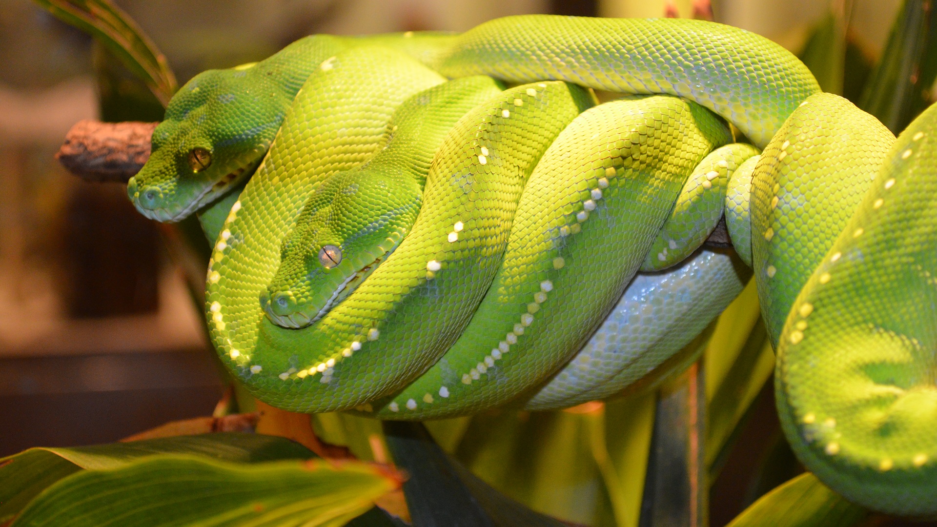 Green Photography Python Reptile Snake Tree Python 1920x1080