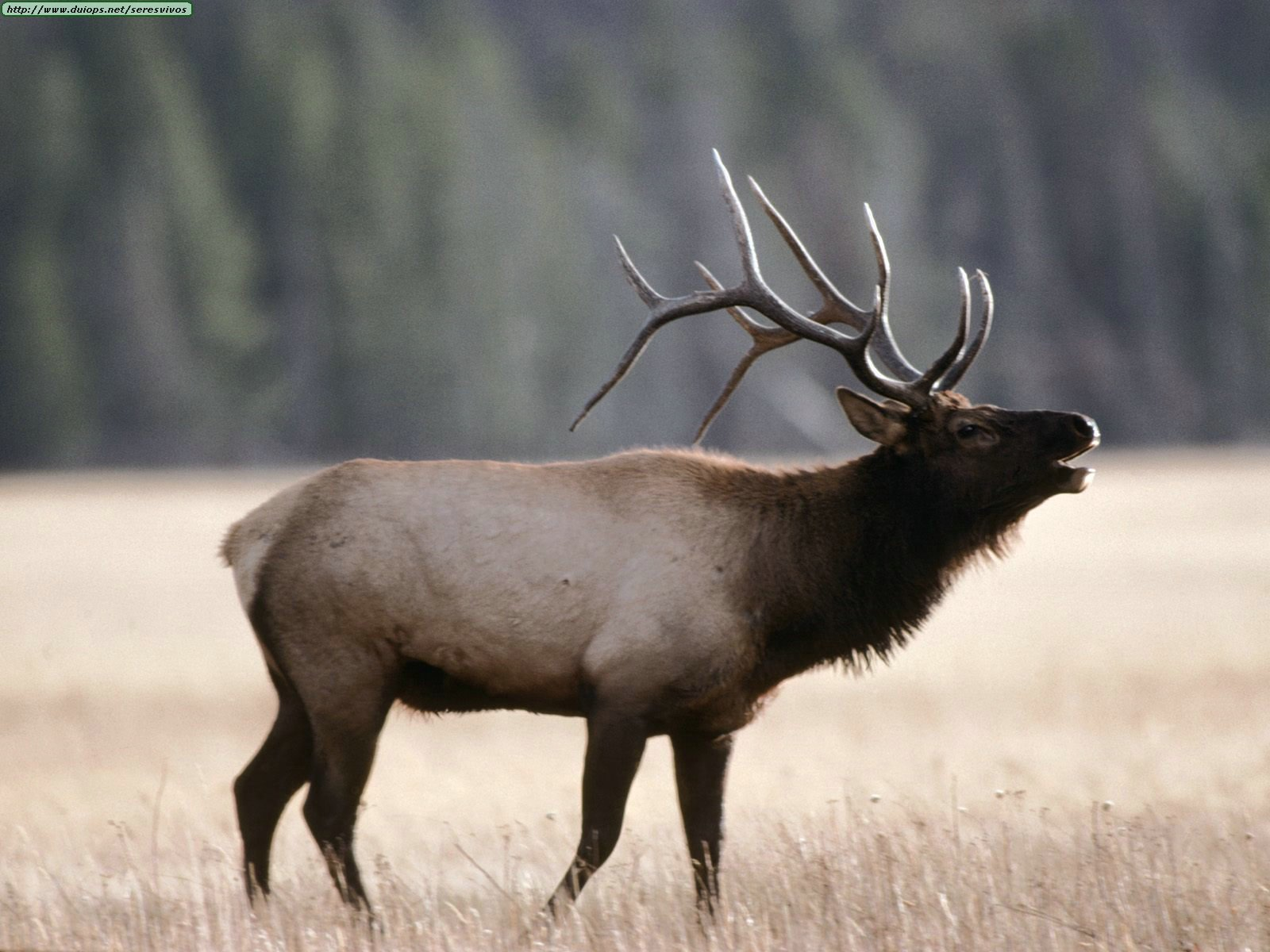 Animal Elk 1600x1200