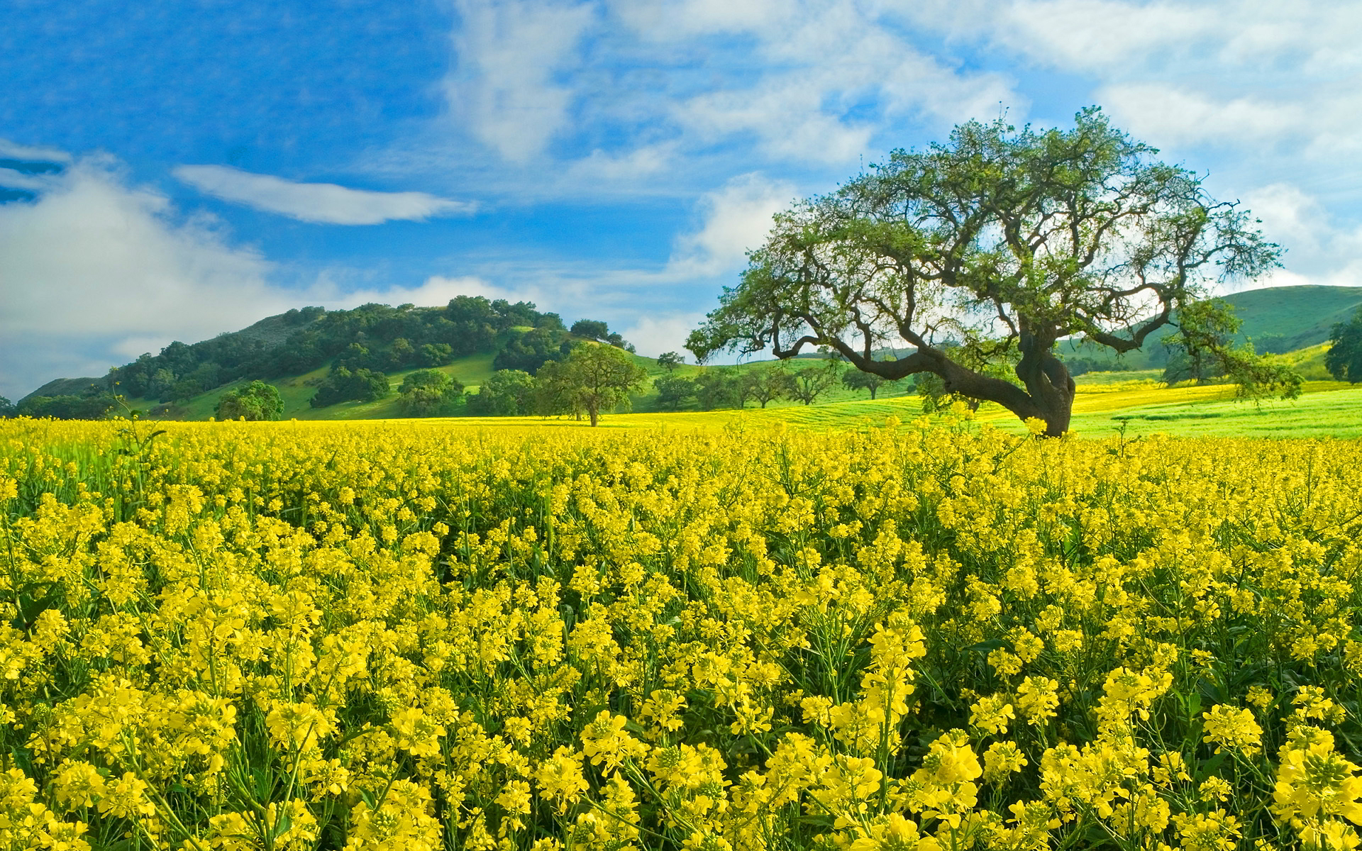 Scenic Hill Sky Cloud Earth Field Rapeseed Tree Yellow Flower Landscape 1920x1200