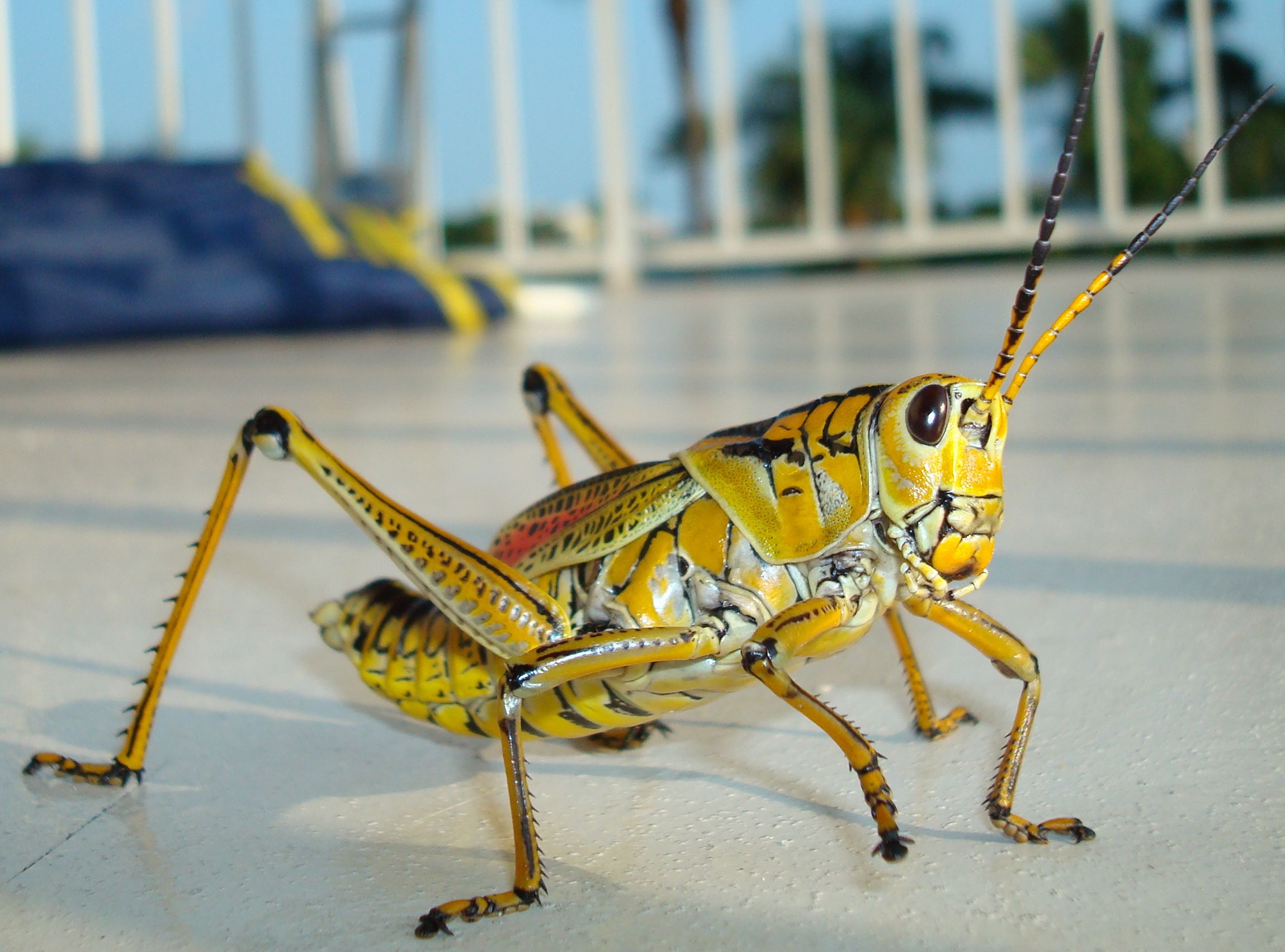 Animal Grasshopper 2298x1703