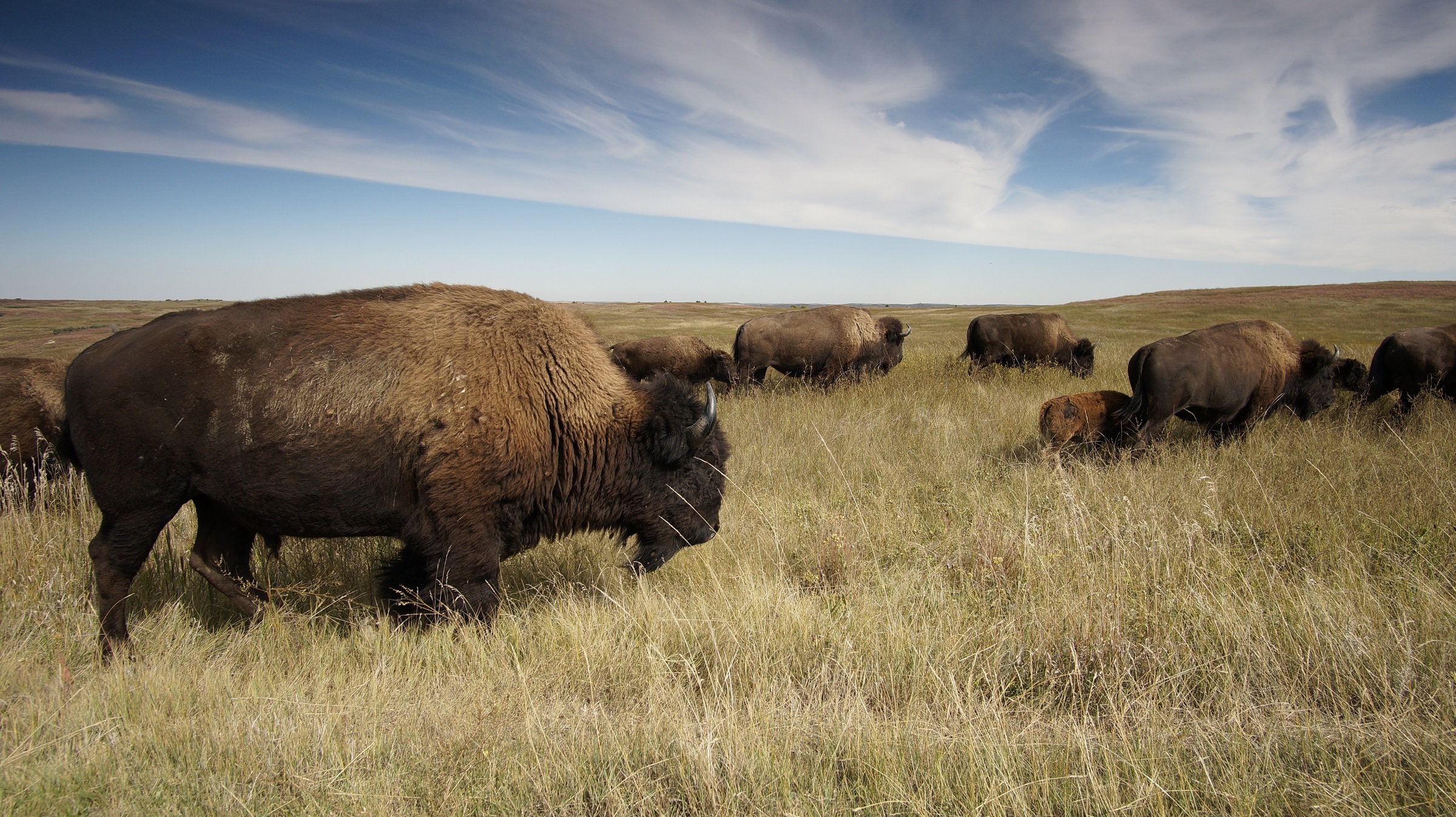 American Bison Buffalo Animal Herd Mammal 2400x1348