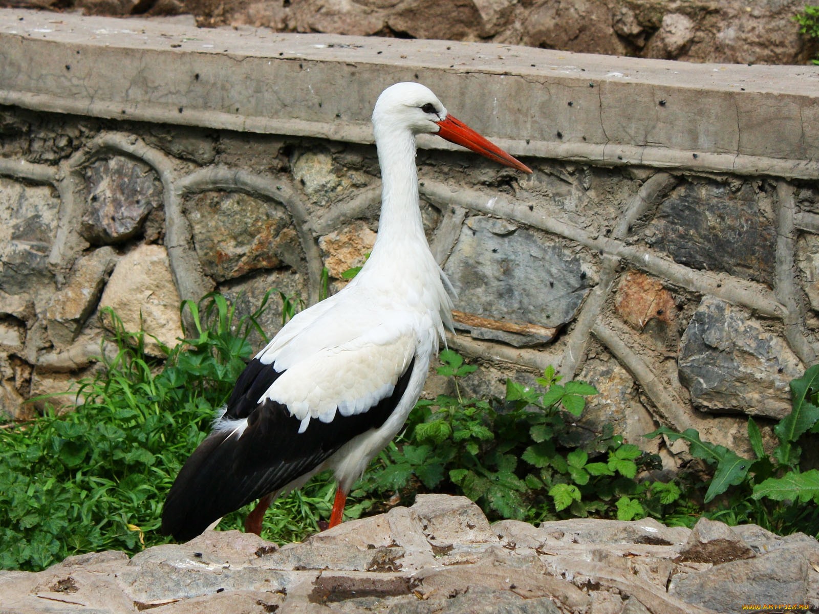 Animal White Stork 1600x1200