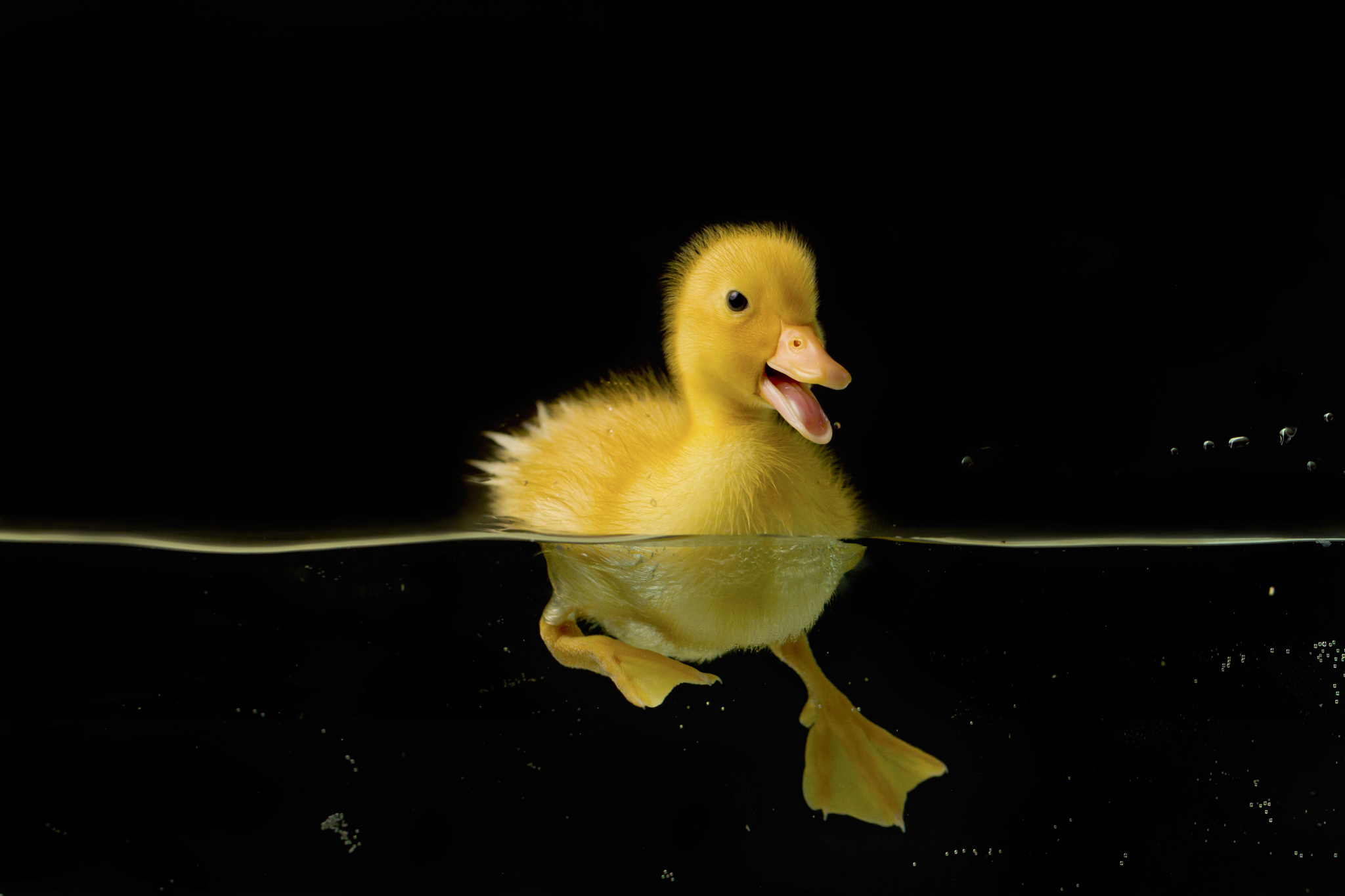 Duckling Duck Bird Baby Animal 2048x1365