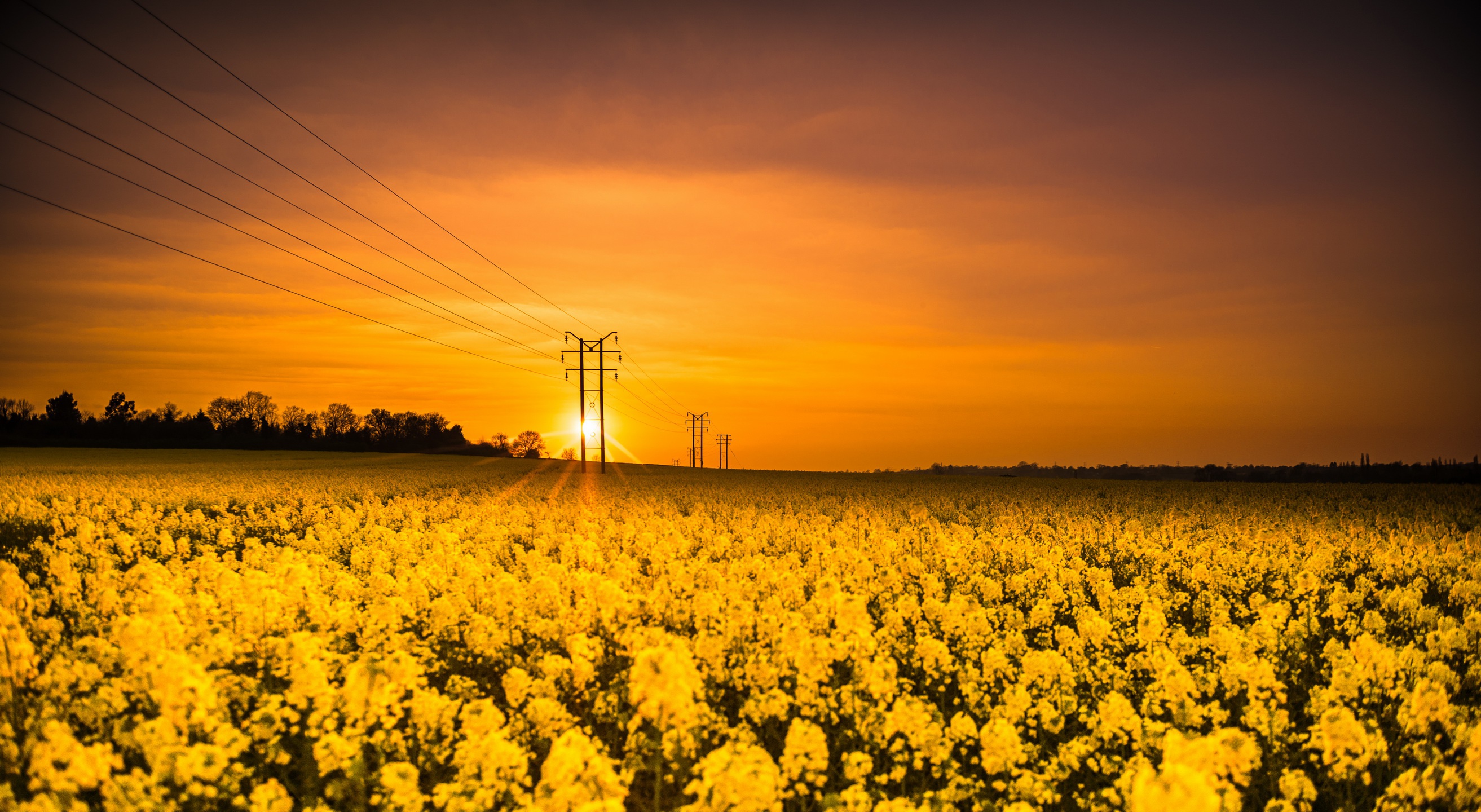 Field Nature Rapeseed Flower Yellow Flower Power Line Sunset 2626x1440