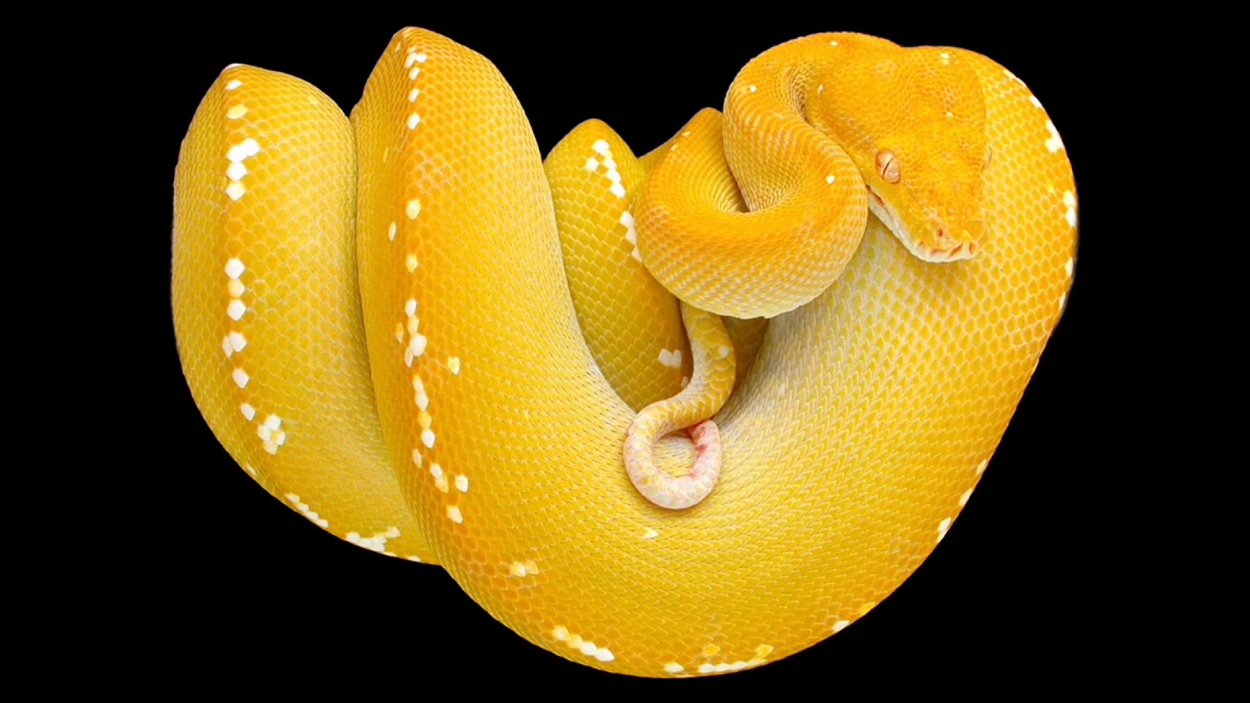 Python Snake Animal Yellow Tree Snake Reptile 2560x1440