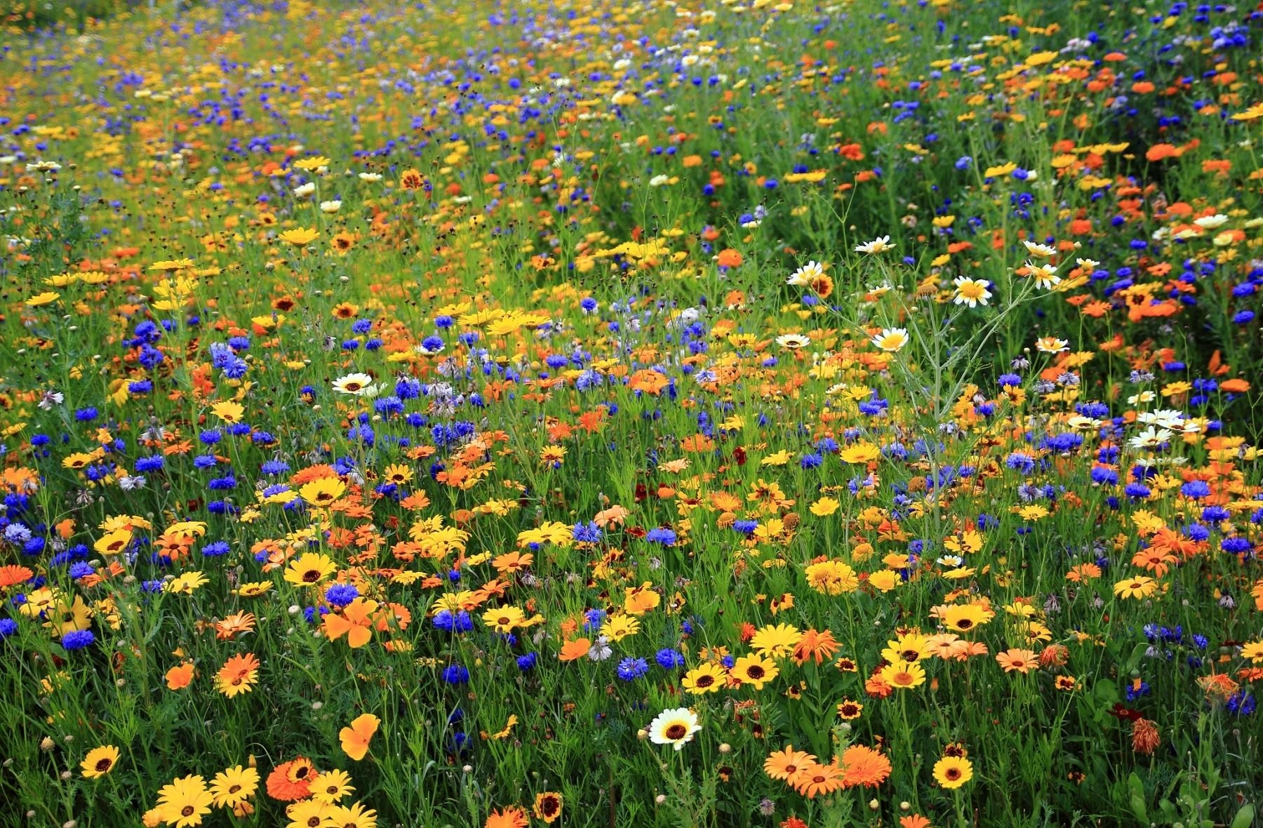 Earth Flower Grass Spring Daisy Cornflower Colorful Yellow Flower Blue Flower 1800x1180