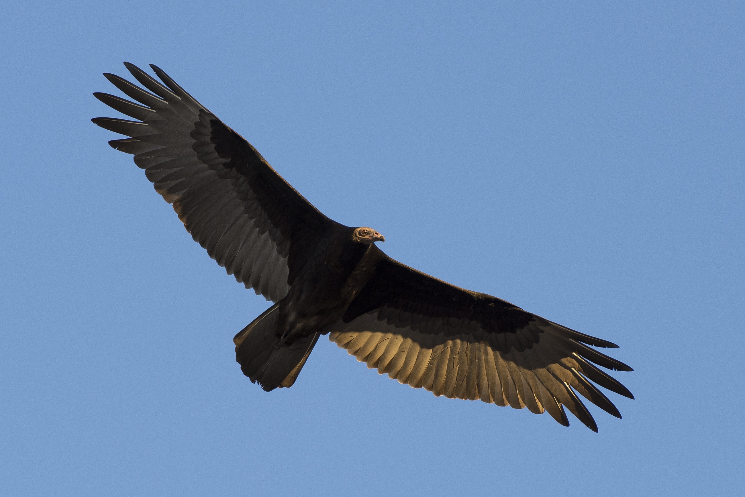 Vulture Bird Flying Wildlife 2600x1735