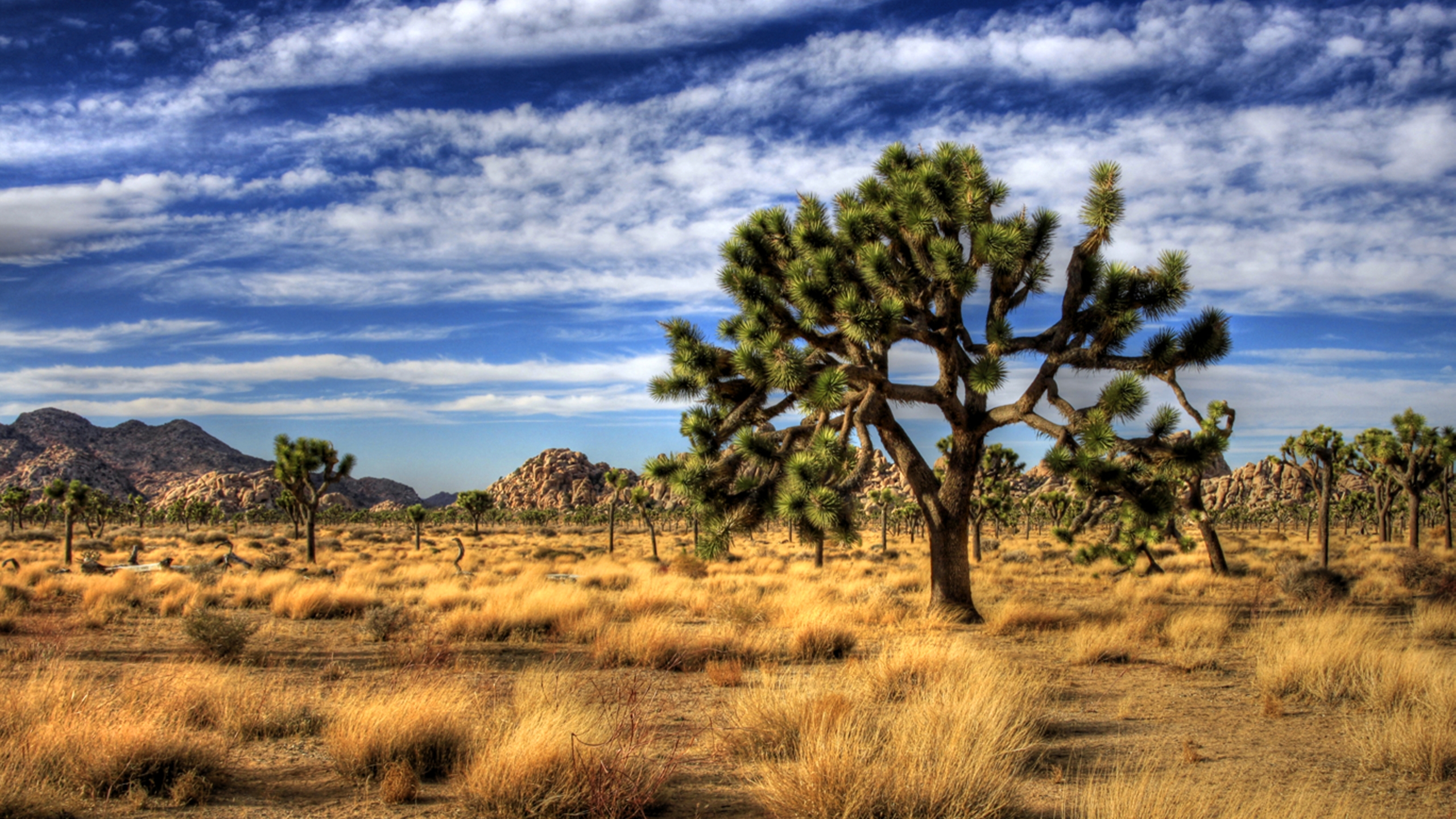 Earth Joshua Tree National Park 2560x1440