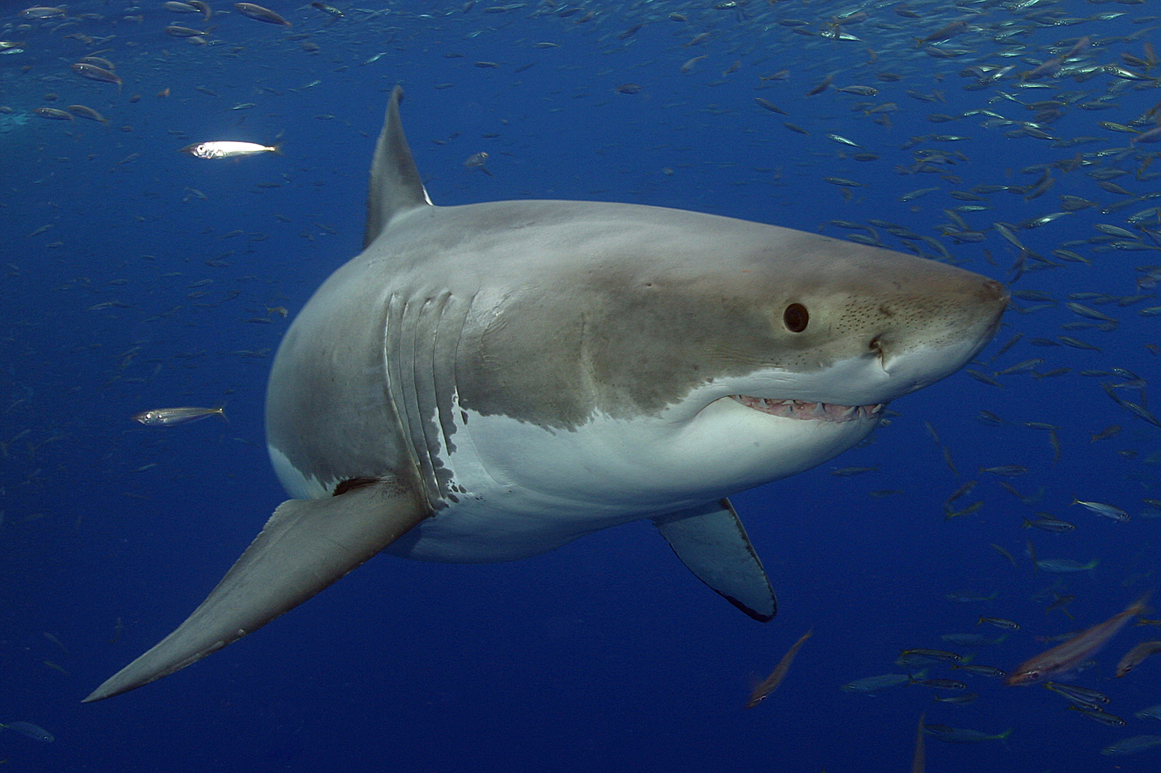 Animal Great White Shark 4500x2999