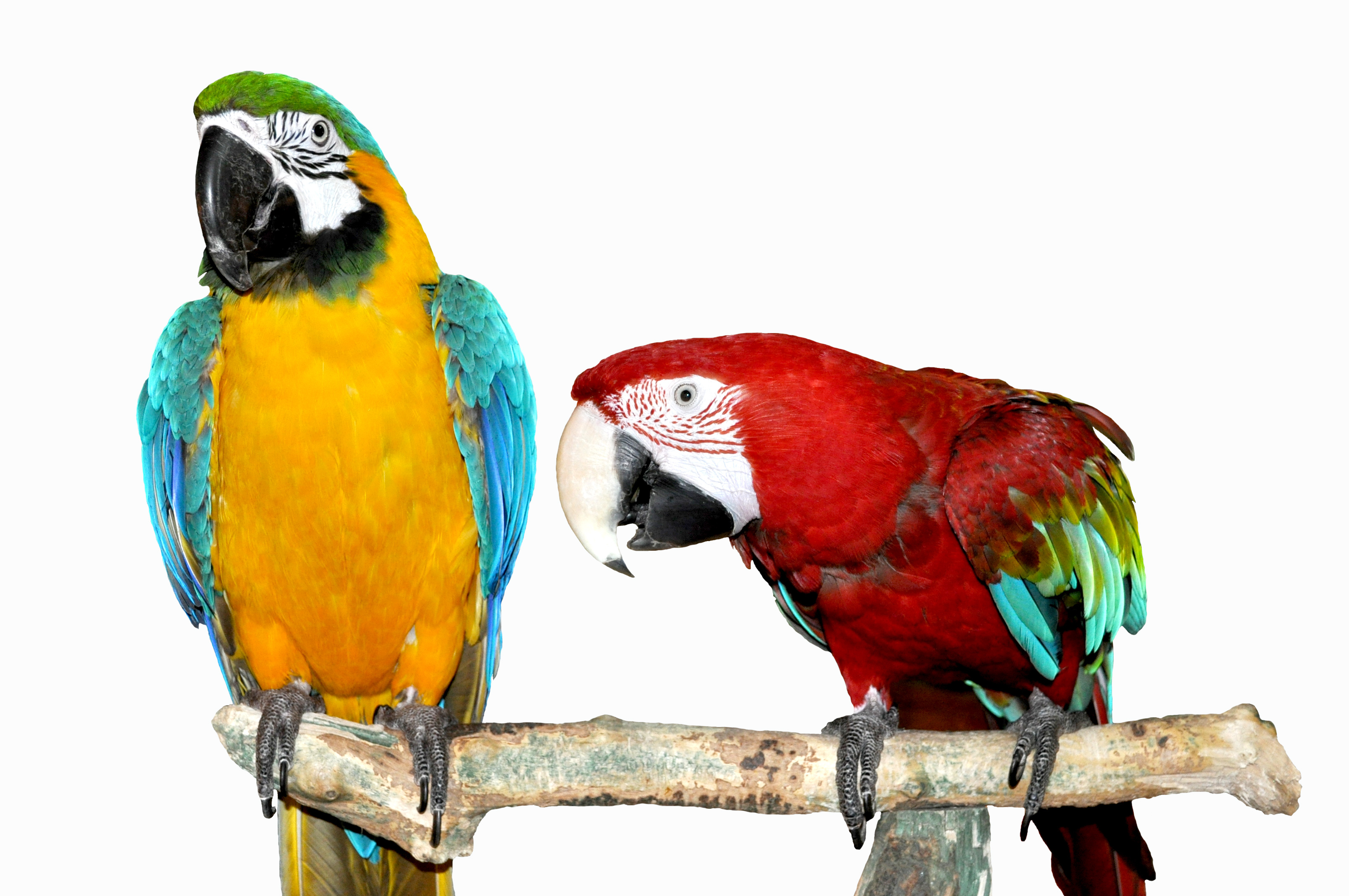 Blue And Yellow Macaw Red And Green Macaw 3216x2136