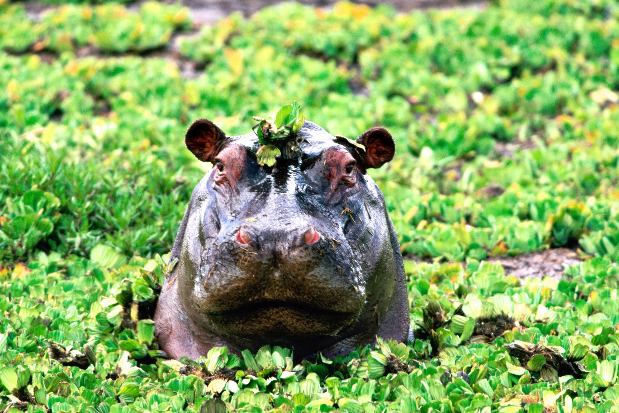 Animal Hippo 1999x1333