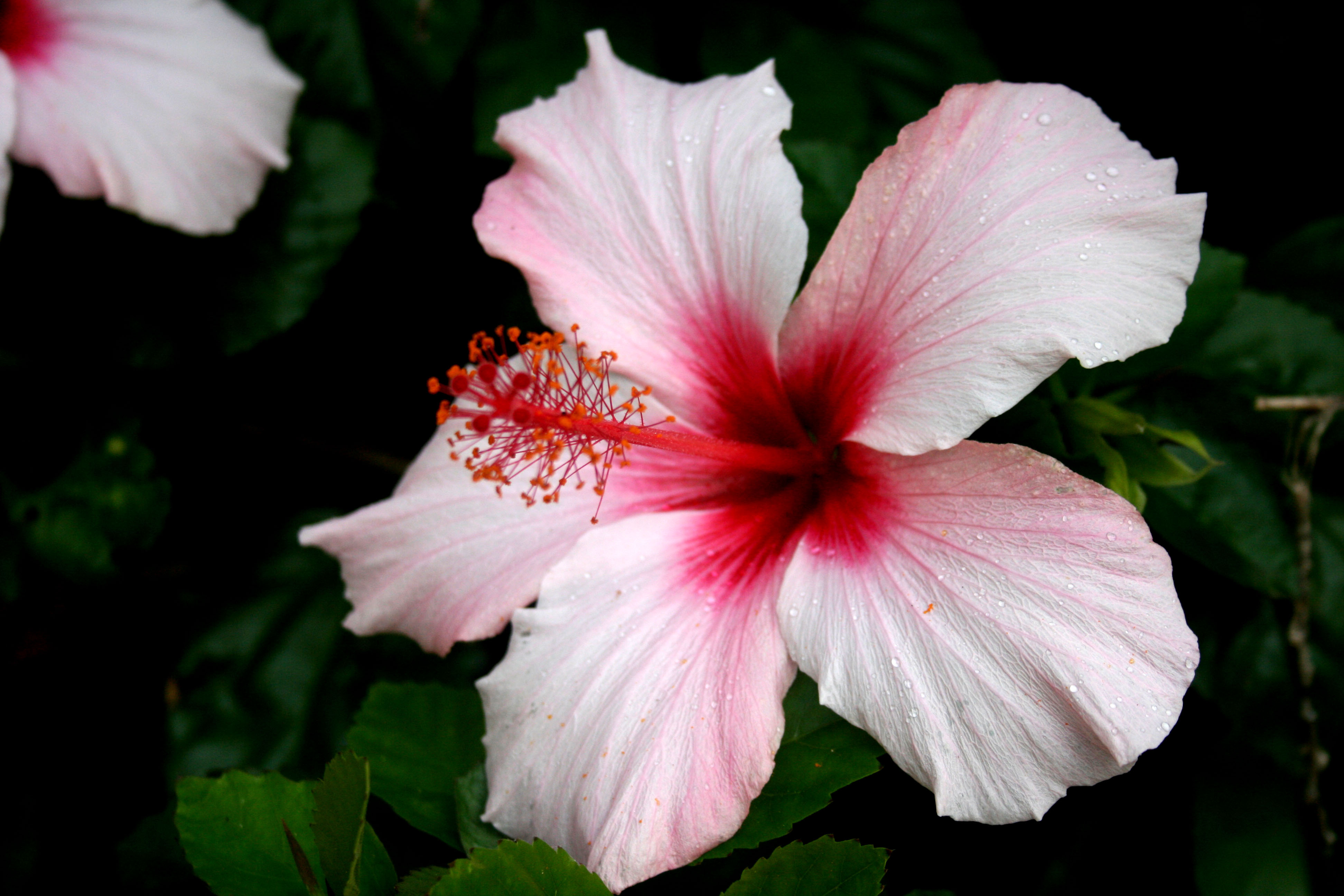 Earth Flower Hibiscus Close Up Pink Flower 3888x2592