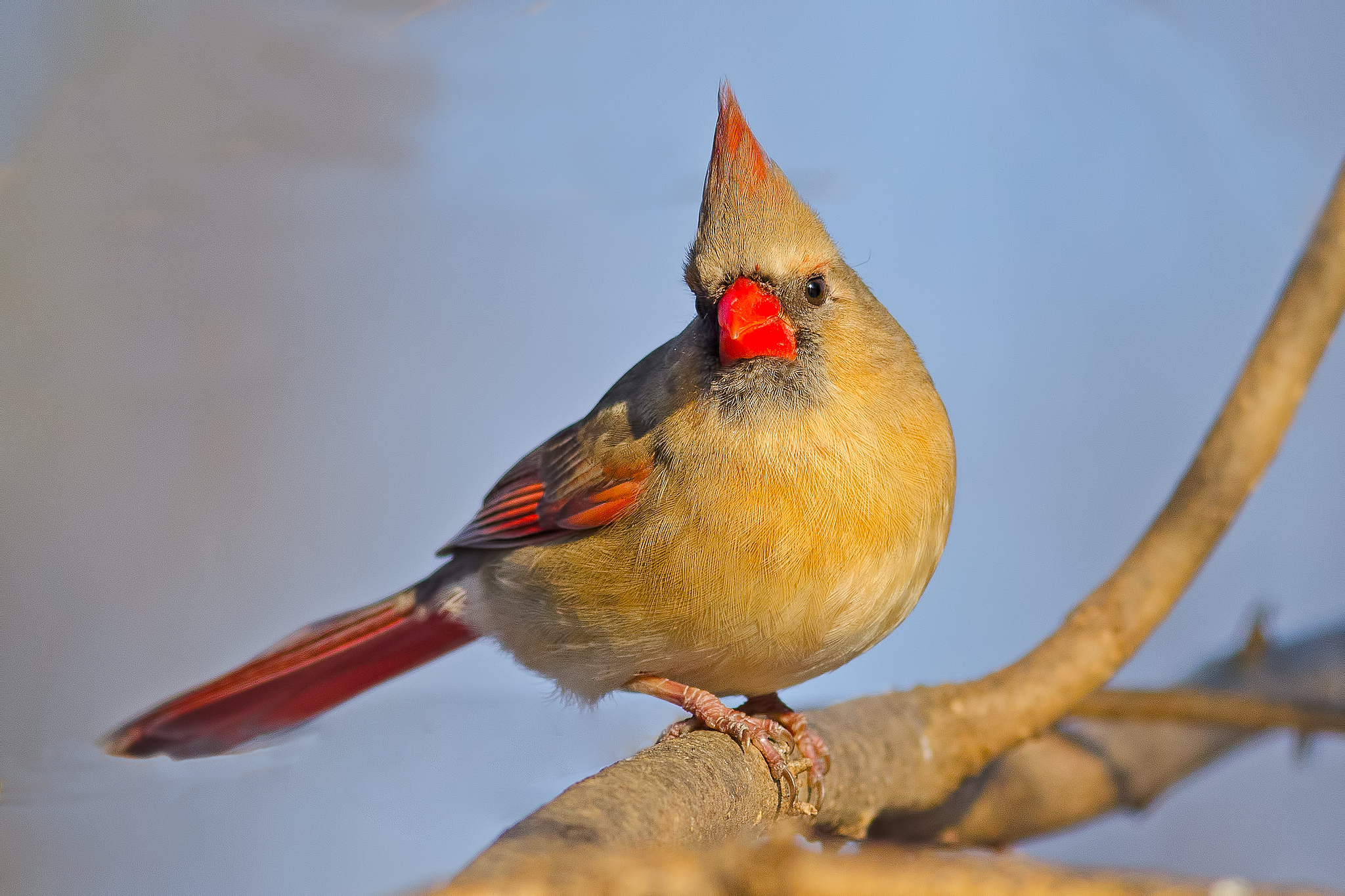Animal Bird Cardinal 2048x1365