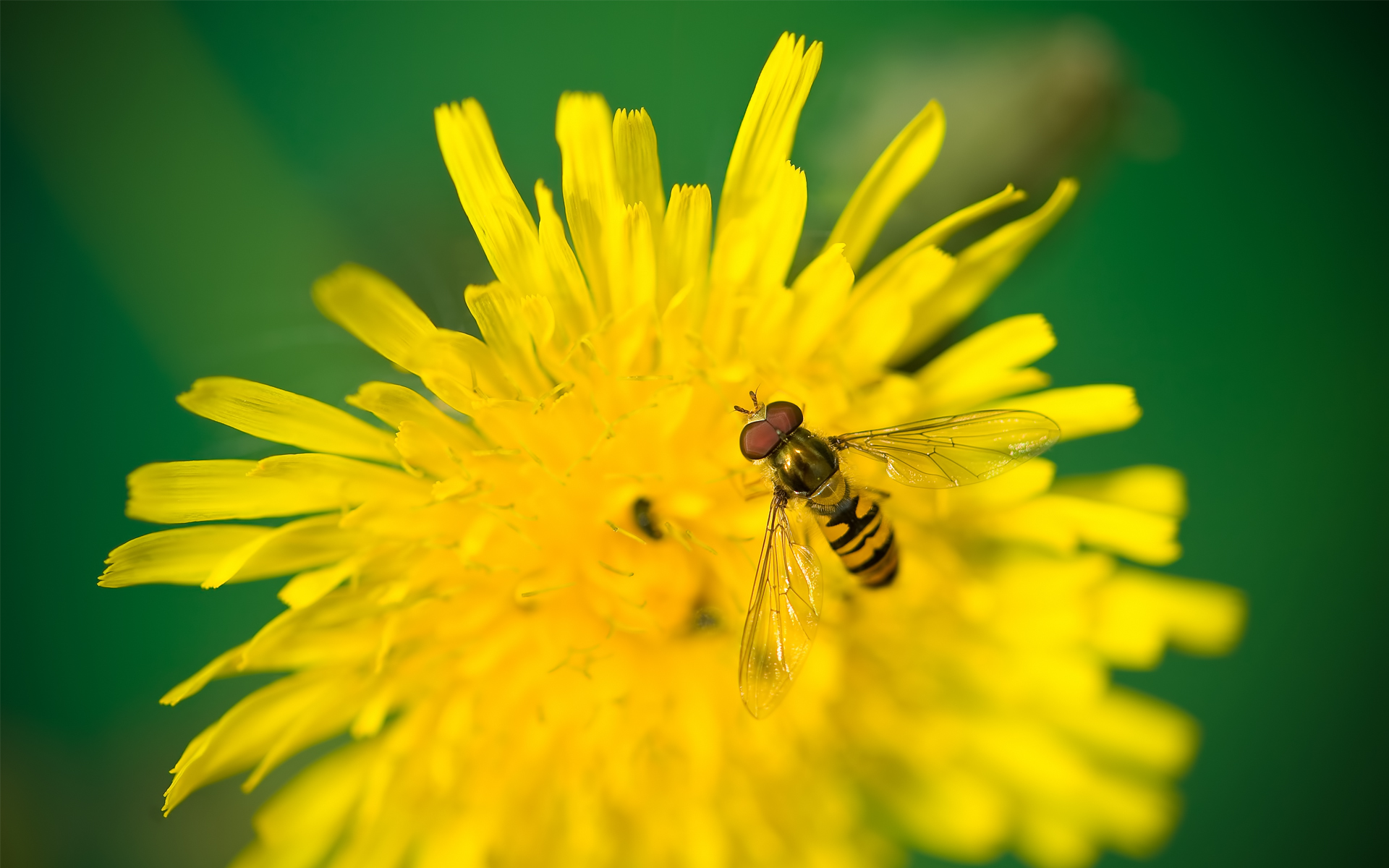 Animal Hoverfly 1920x1200