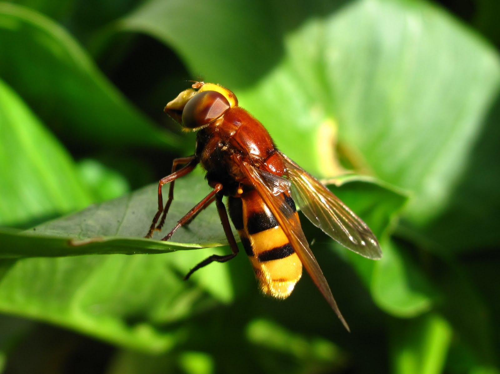 Fly Insect Hoverfly Close Up Macro Syrphid Flies 1600x1199