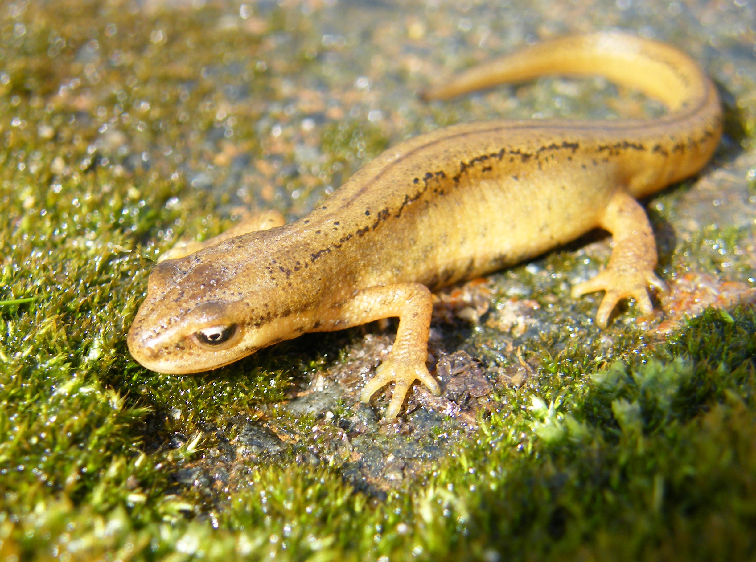 Animal Newt 2452x1824