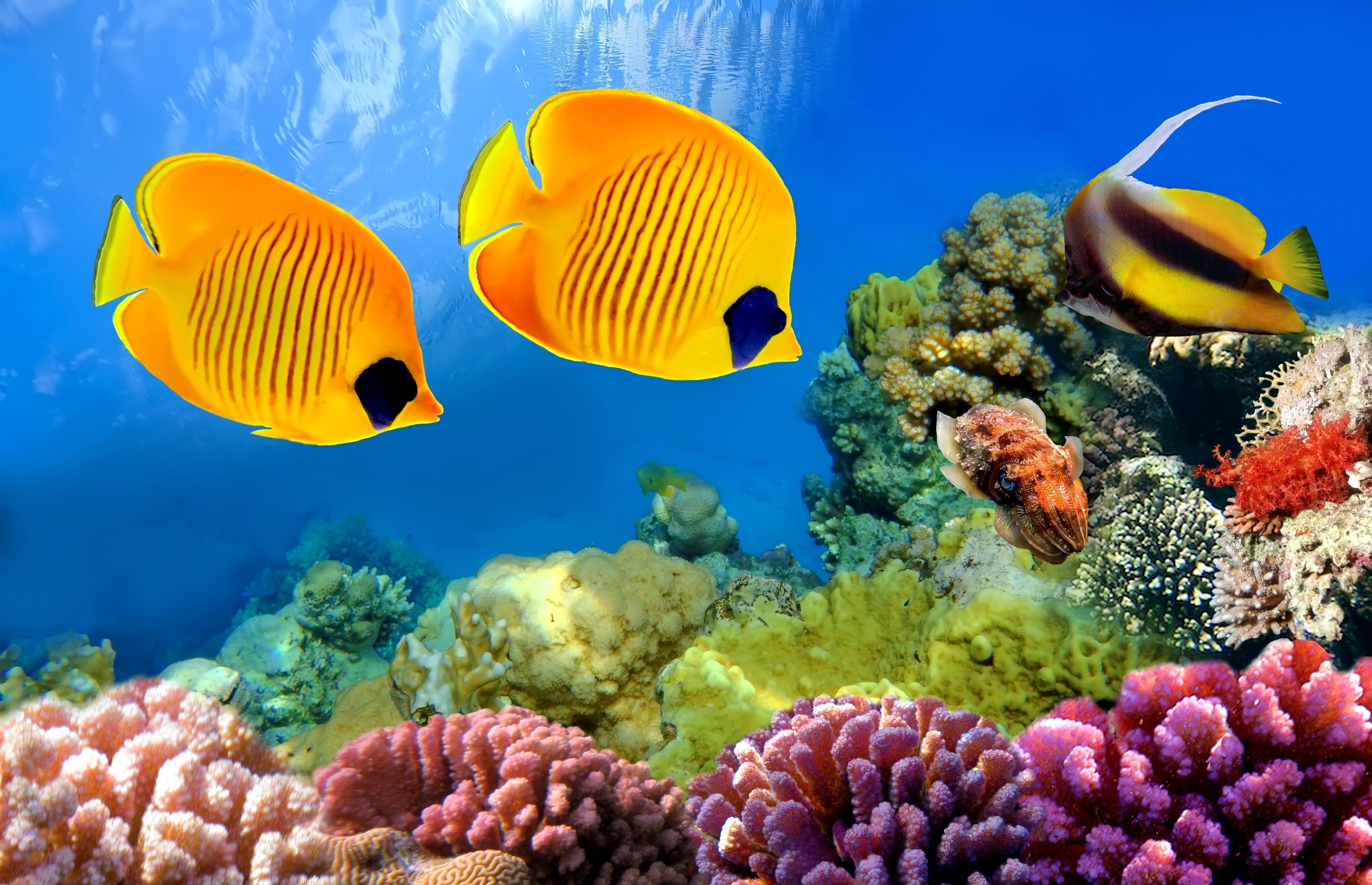 Fish Coral Reef Underwater Butterflyfish 4295x2771