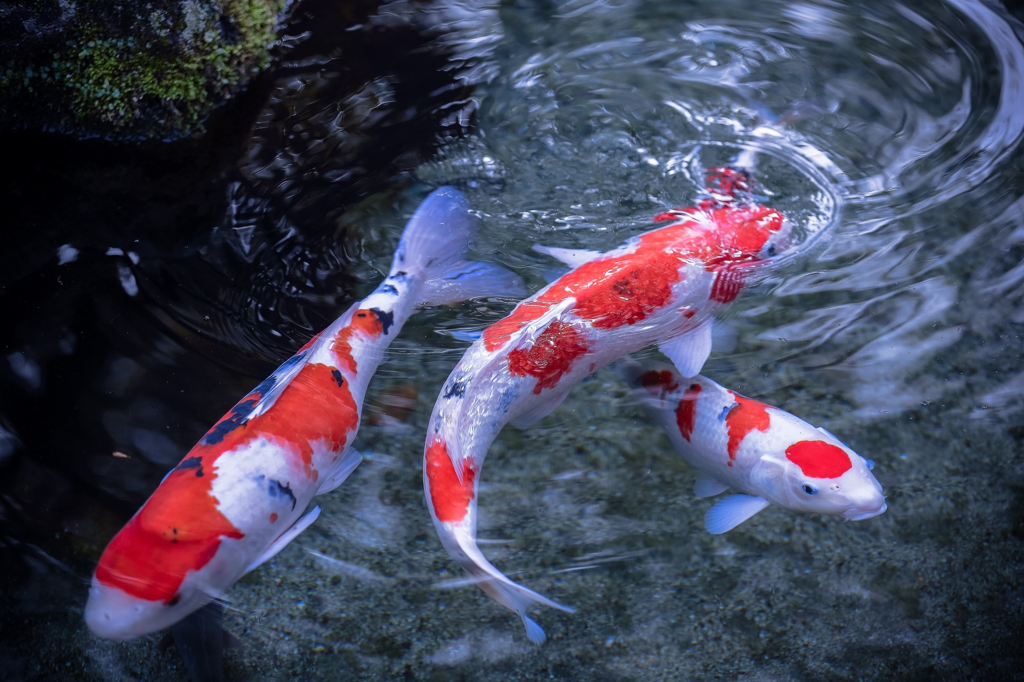 Animal Koi 2048x1365