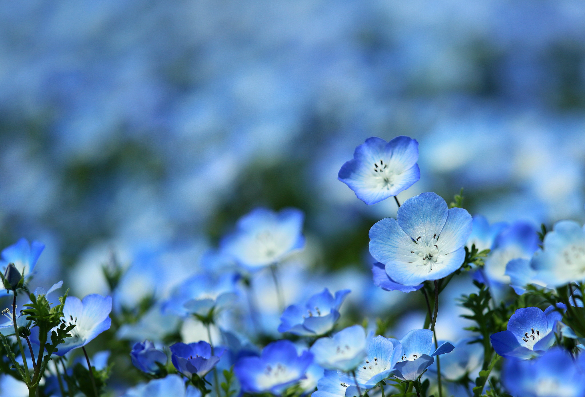 Colorful Blue Blue Flowers Flowers Plants 2048x1390