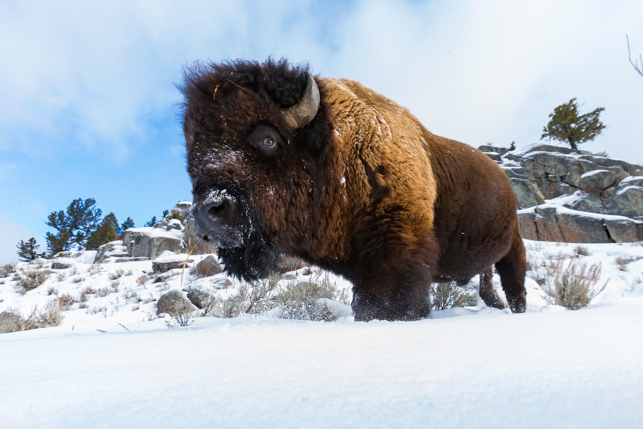 Snow Cold Animals Mammals Bison 2560x1707