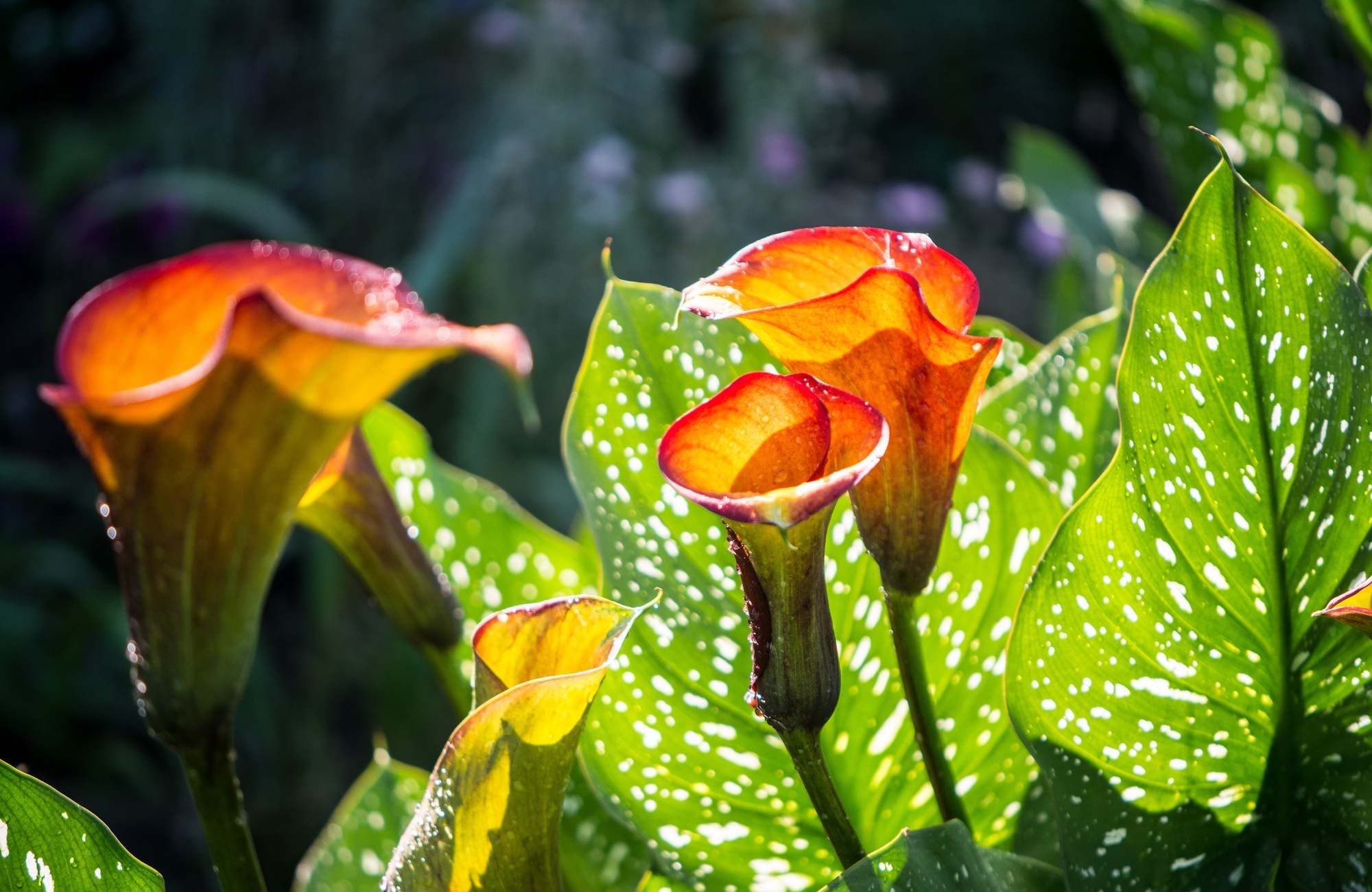 Calla Lily Nature Flower Orange Flower Leaf 2000x1300