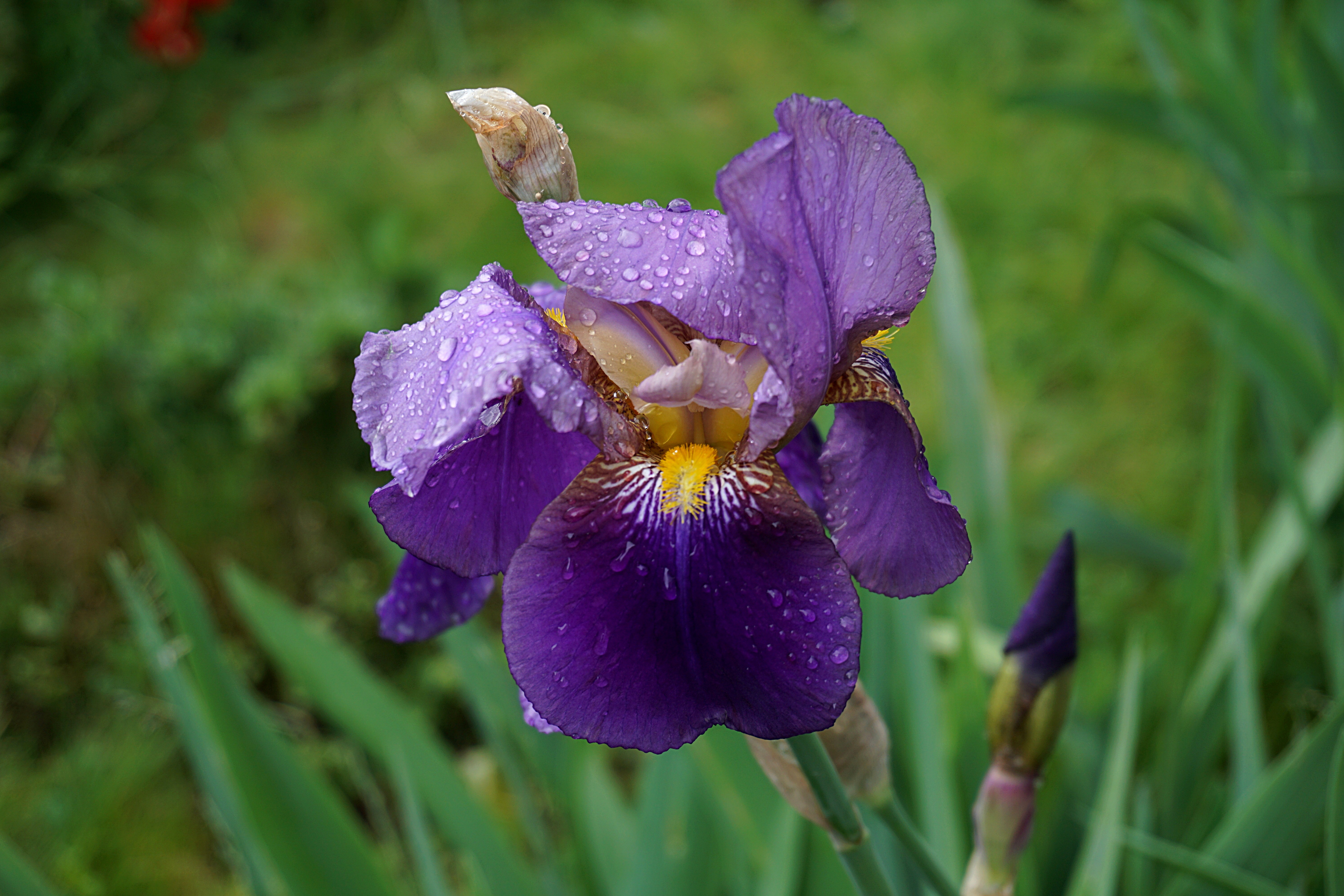 Dew Drop Flower Iris Nature Purple Flower 6000x4000