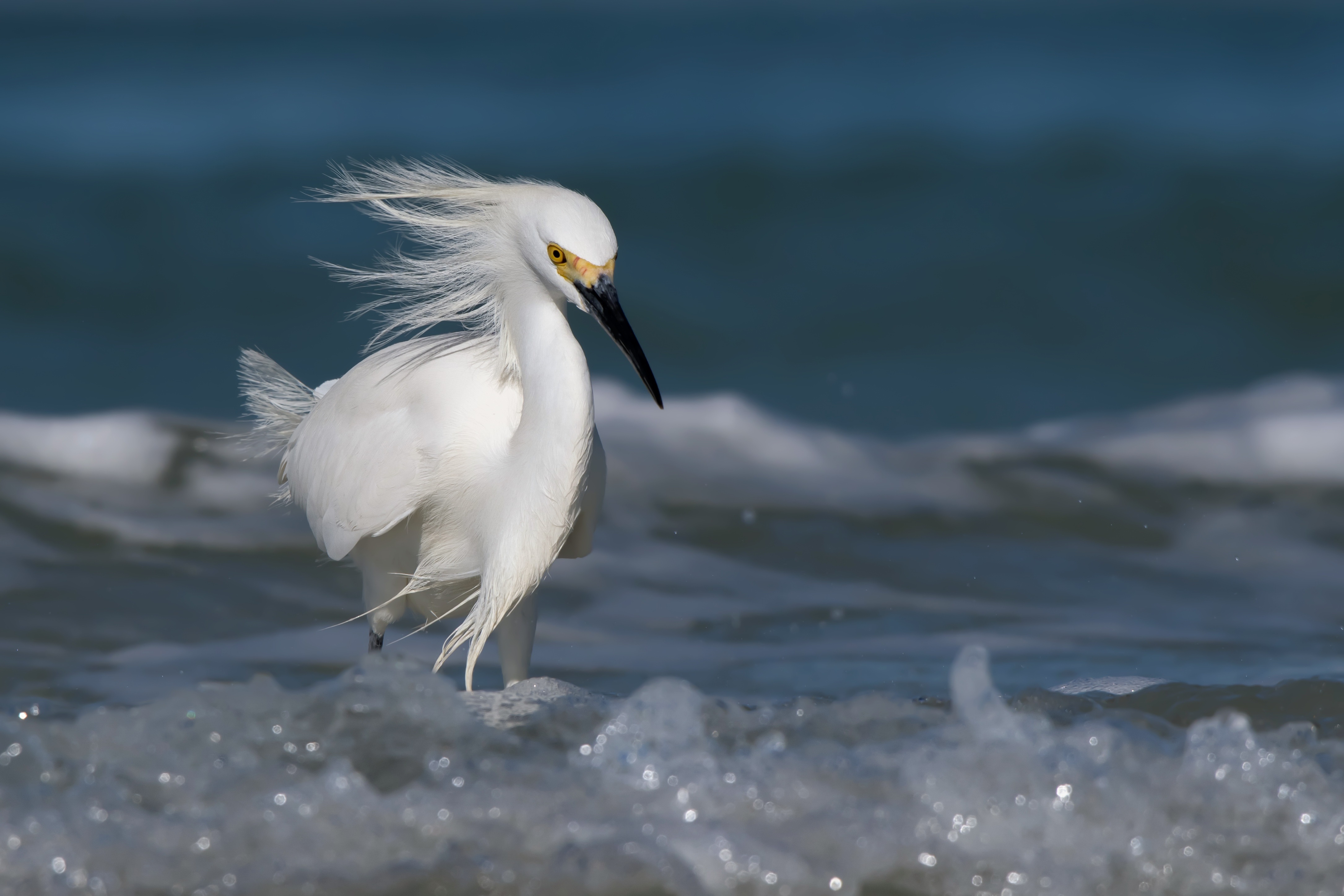 Egret Foam Water Bird Wildlife 4342x2895