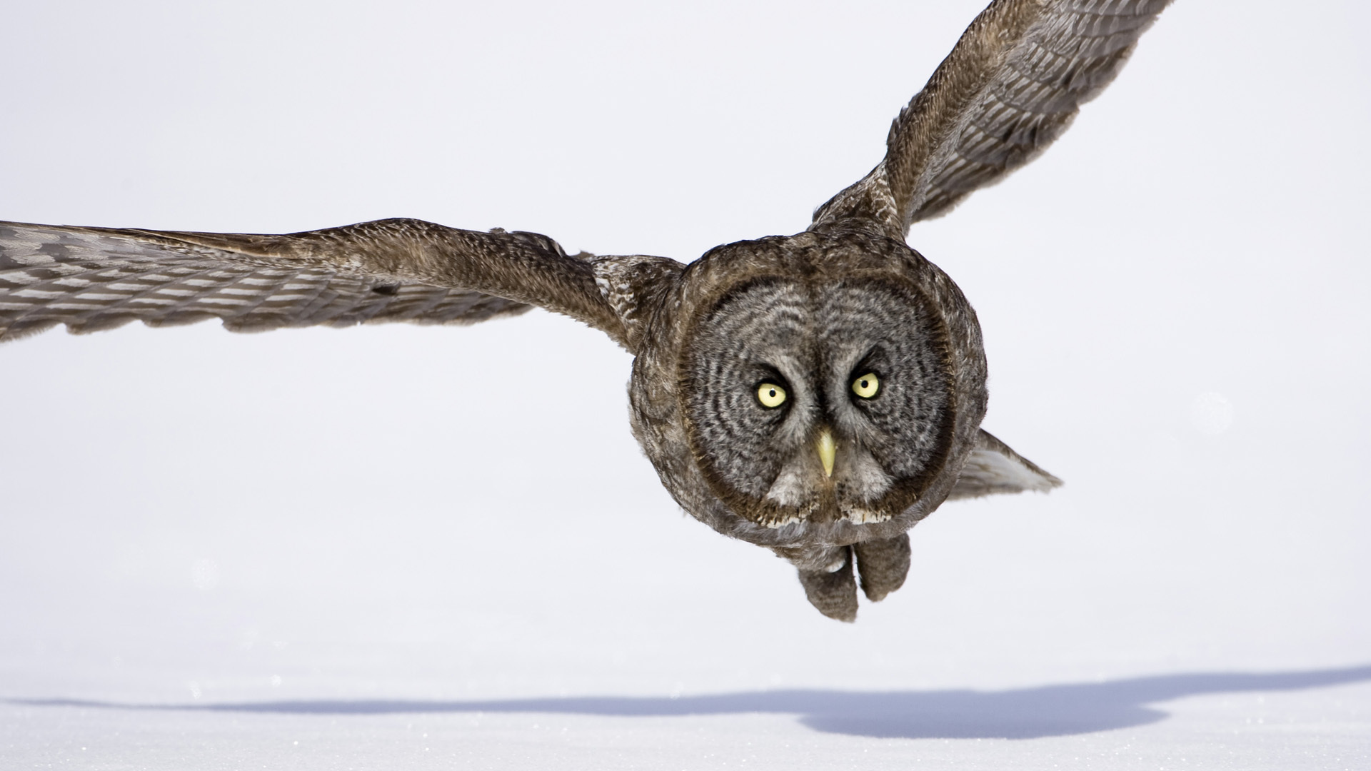 Animal Great Grey Owl 1920x1080