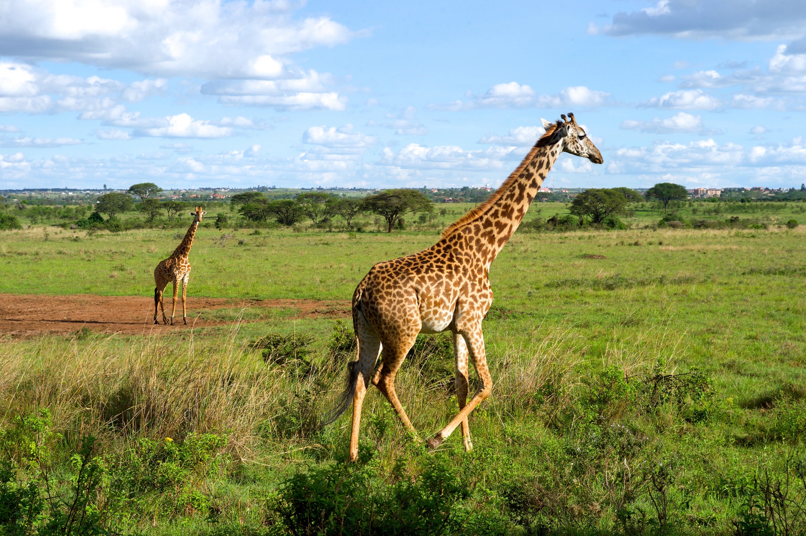 Africa Giraffe Landscape Mammal Wildlife 2600x1729