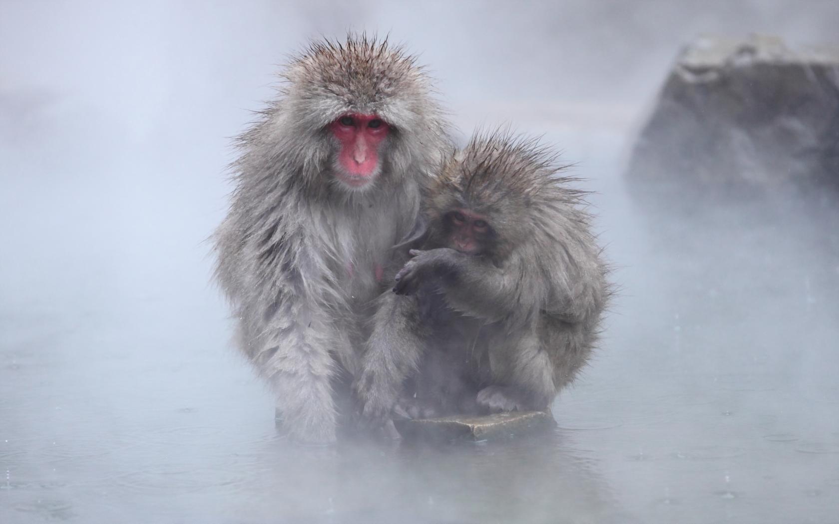Animal Japanese Macaque 1680x1050