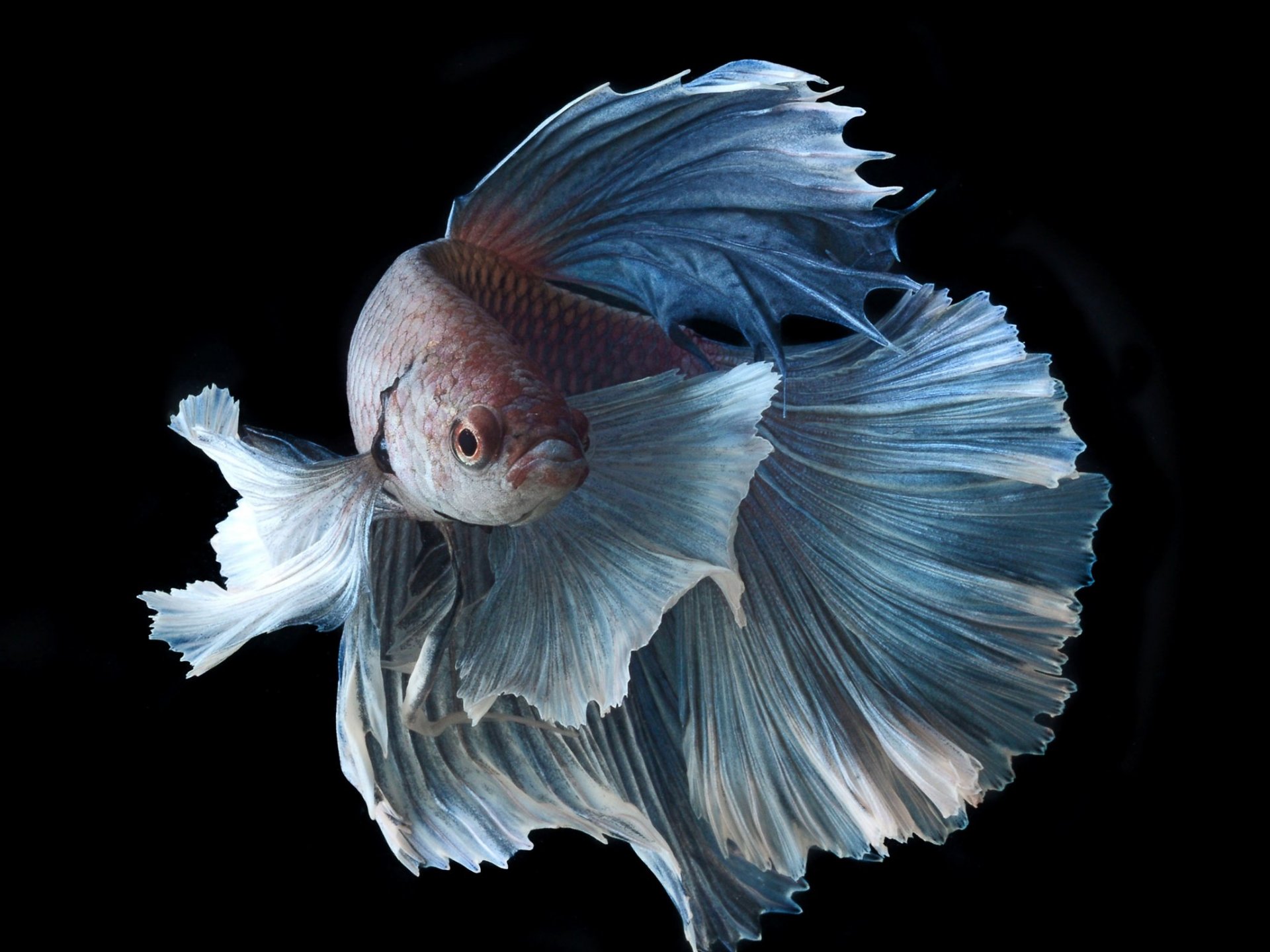 Siamese Fighting Fish 1920x1440