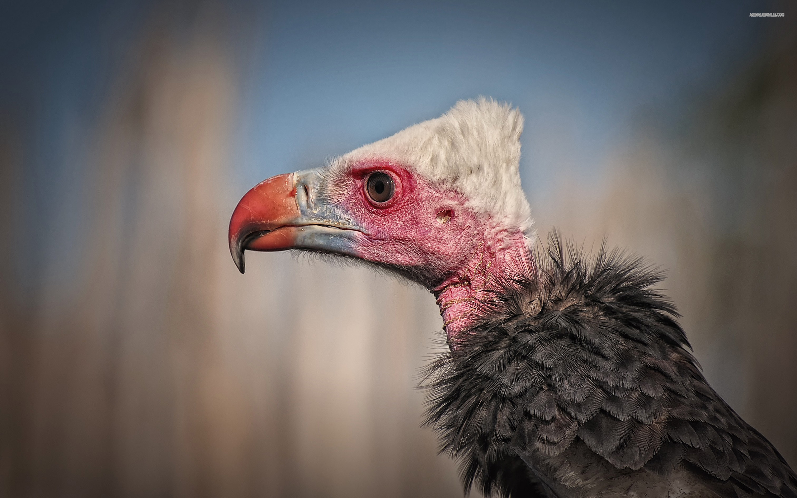 Animal Vulture 2560x1600