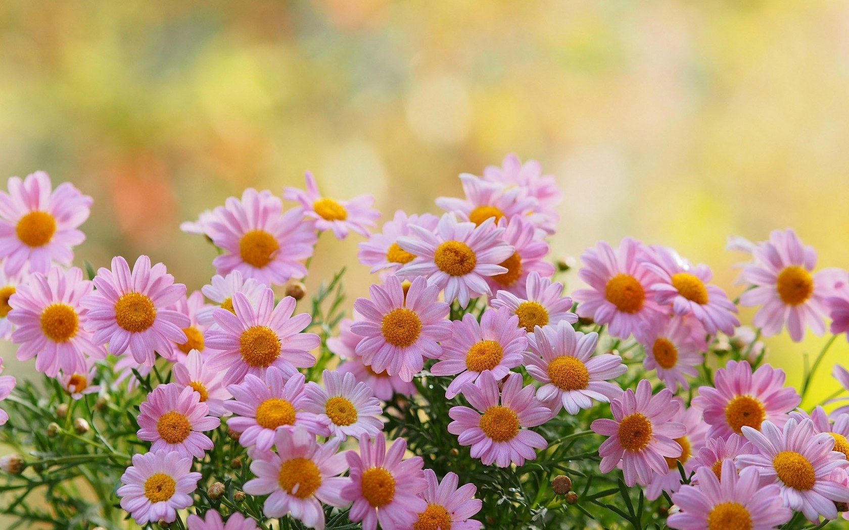 Earth Flower Camomile Daisy Pink Flower 1680x1050