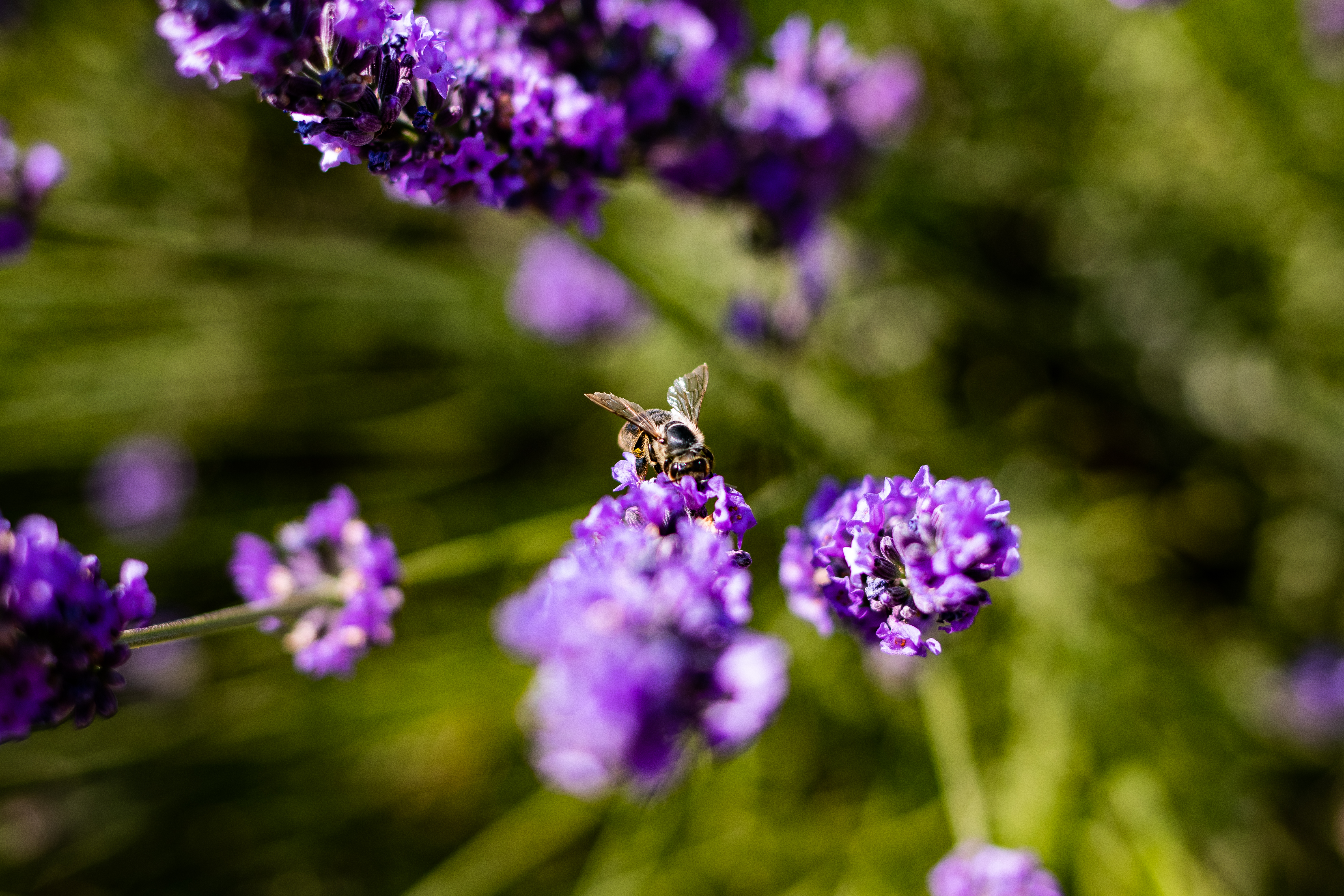 Bees Nature Depth Of Field Plants Lavender 6000x4000