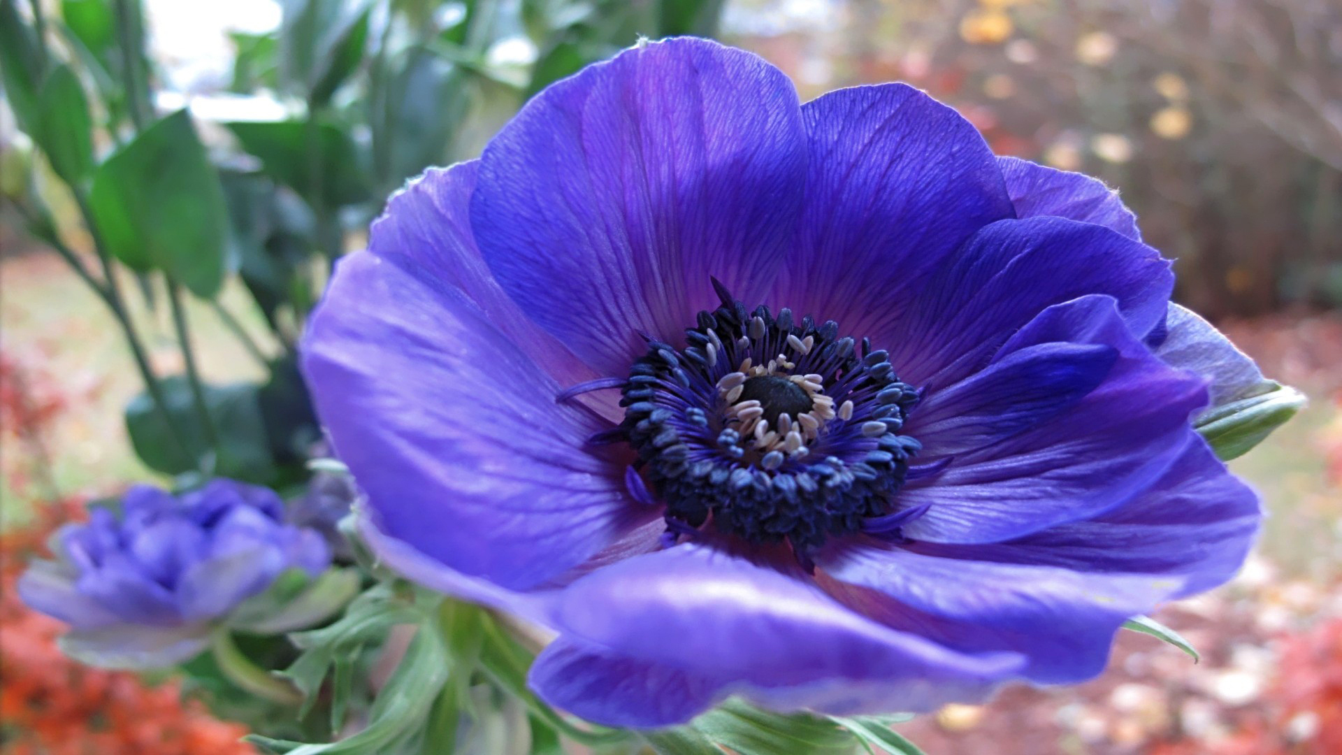 Anemone Earth Flower Purple Flower 1920x1080
