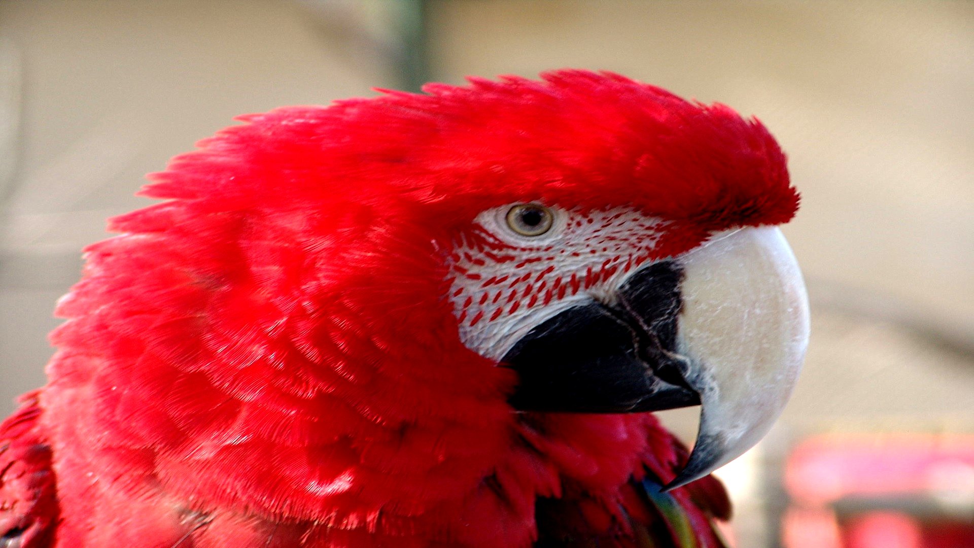 Animal Red And Green Macaw 1920x1080
