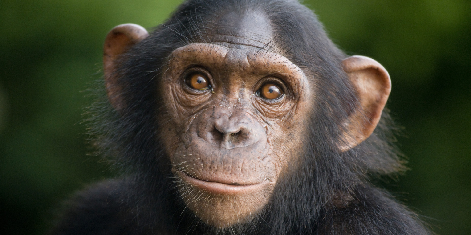 Animal Chimpanzee Cute Baby Animal 2000x1000