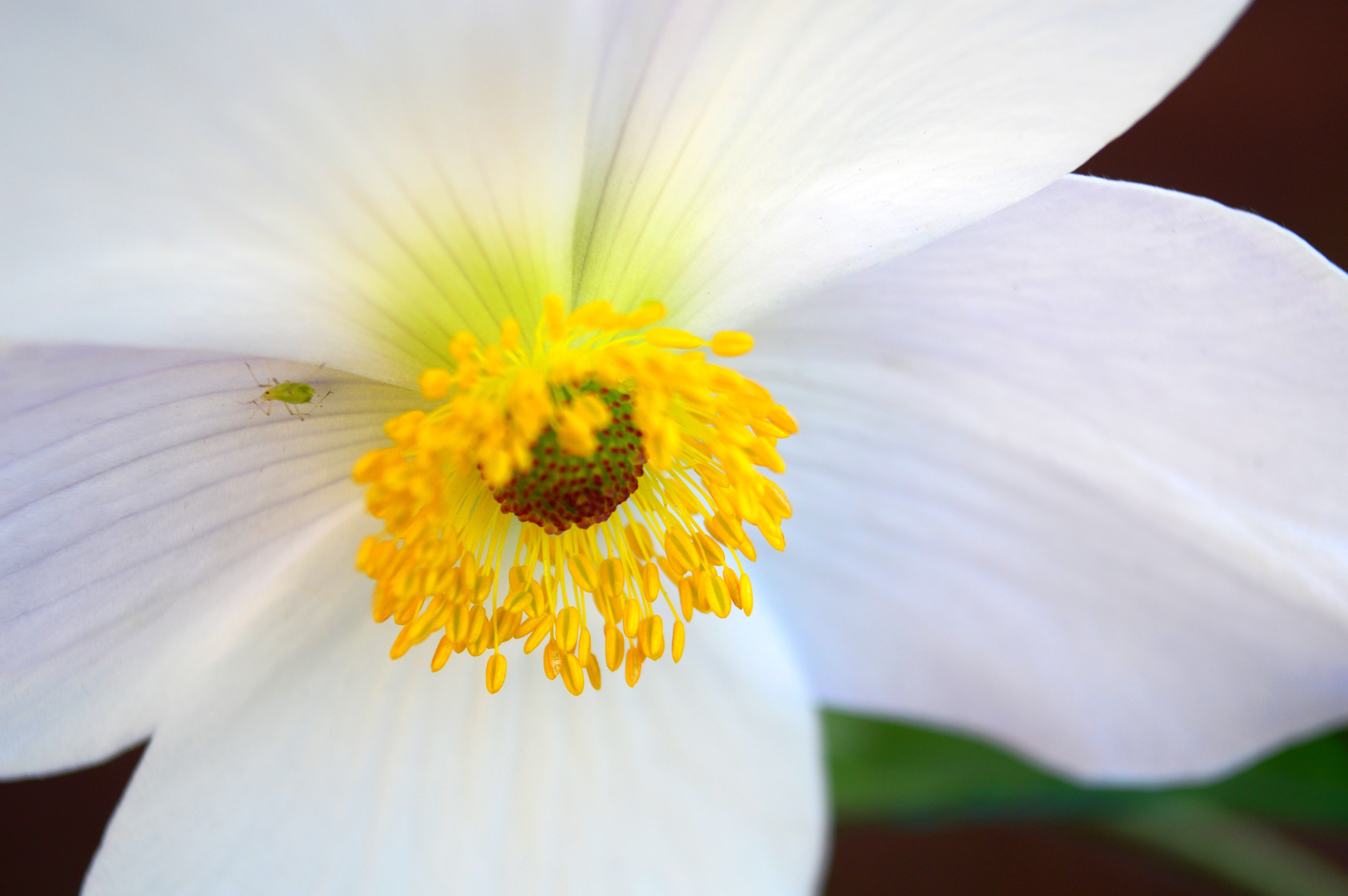 Anemone Flower Close Up Petal White Flower 6016x4000