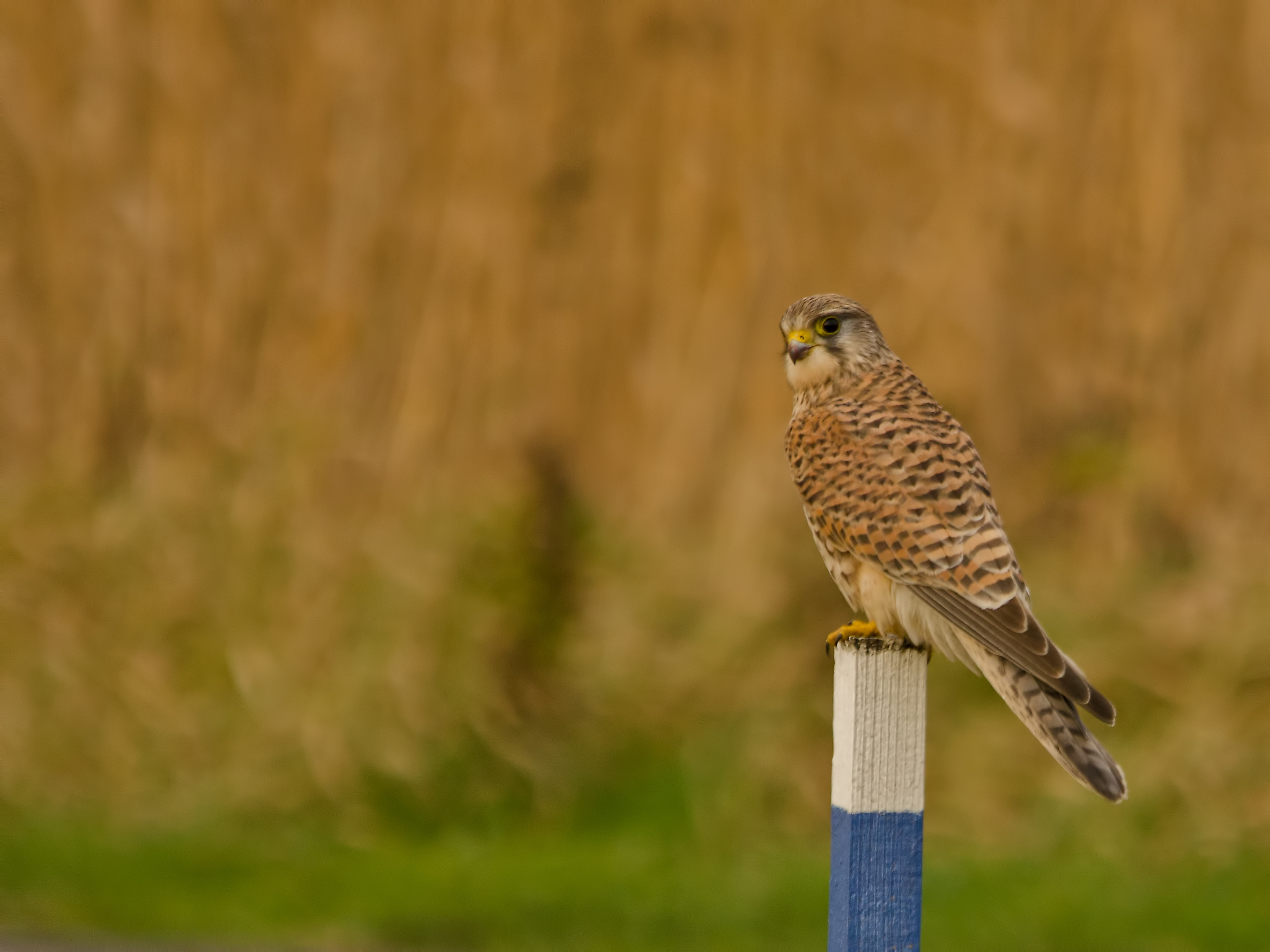 Bird Of Prey Kestrel 2369x1776