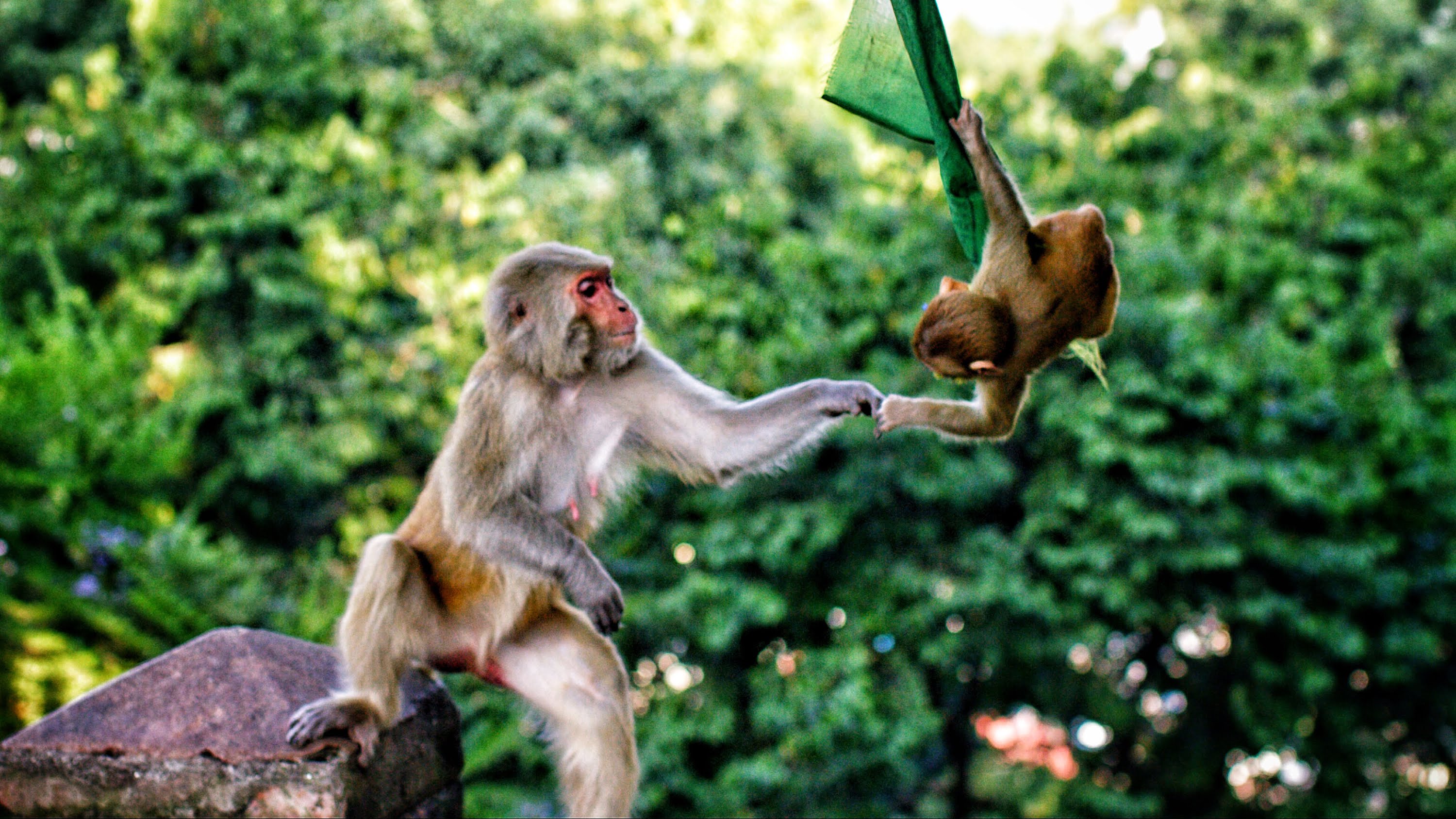 Animal Monkey Macaque Japanese Macaque Baby Animal 3000x1688