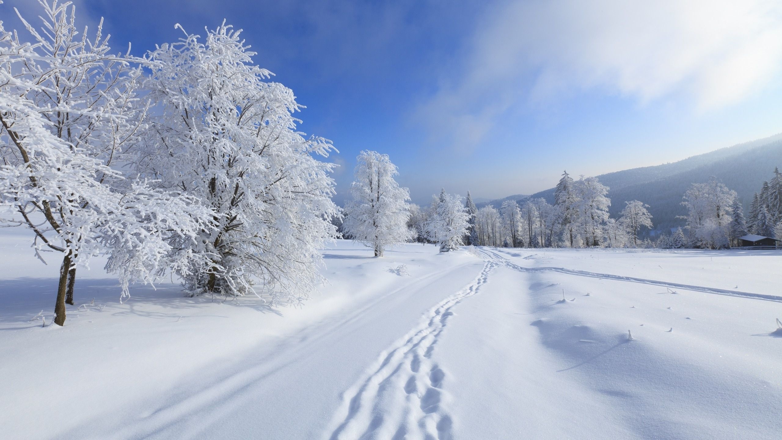 Winter Tree Snow Footprint 2560x1440
