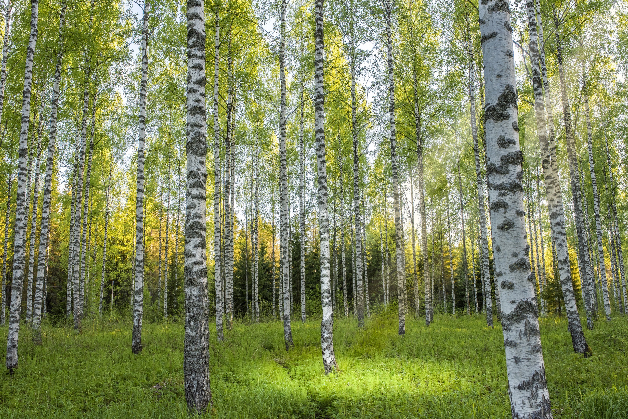 Birch Forest Nature Tree 2560x1708