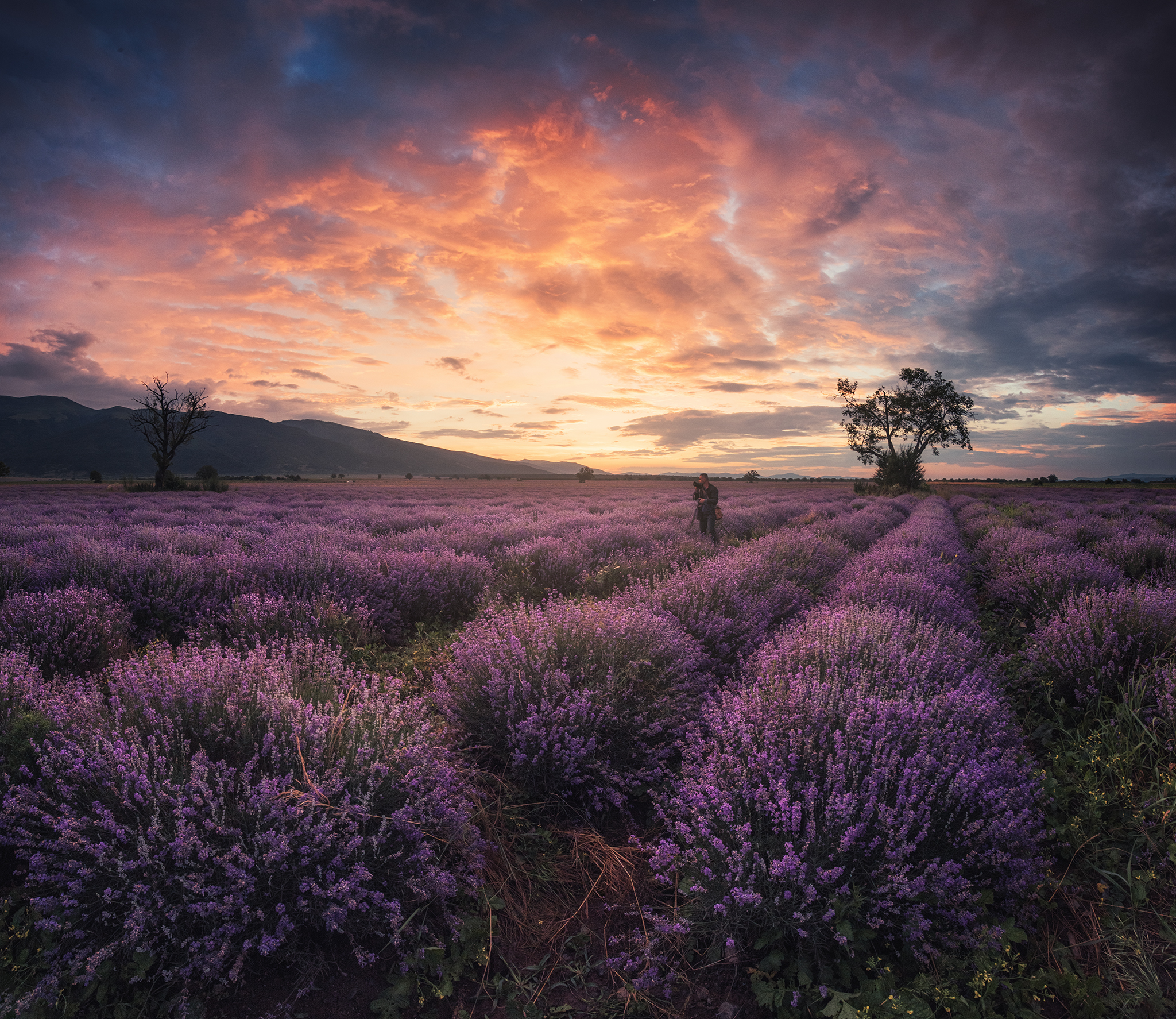 Krasi Matarov Landscape Sky Red Sky Clouds Sunset Field Lavender Flowers Nature Plains Photographer 2048x1774