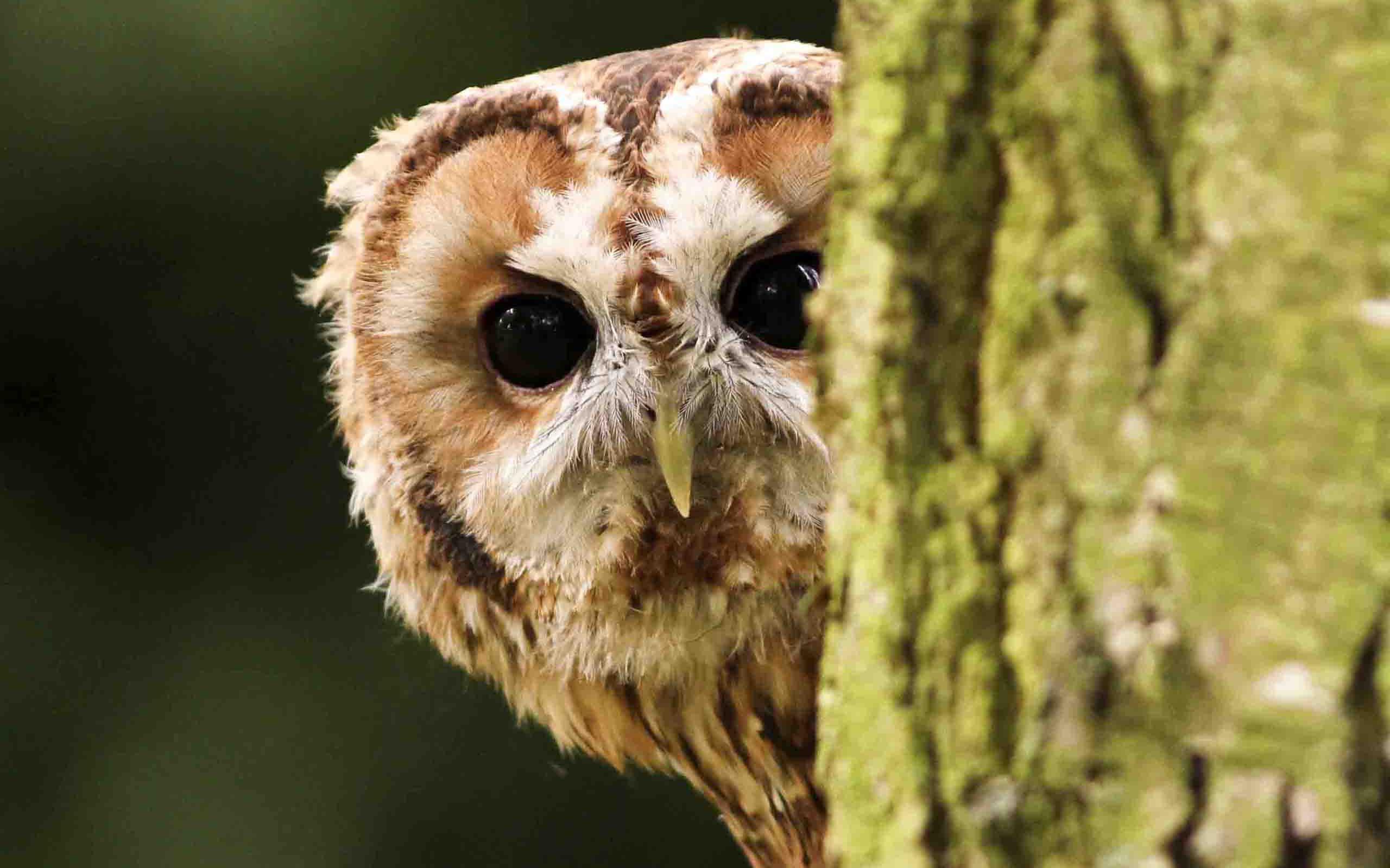 Animal Barred Owl 2560x1600