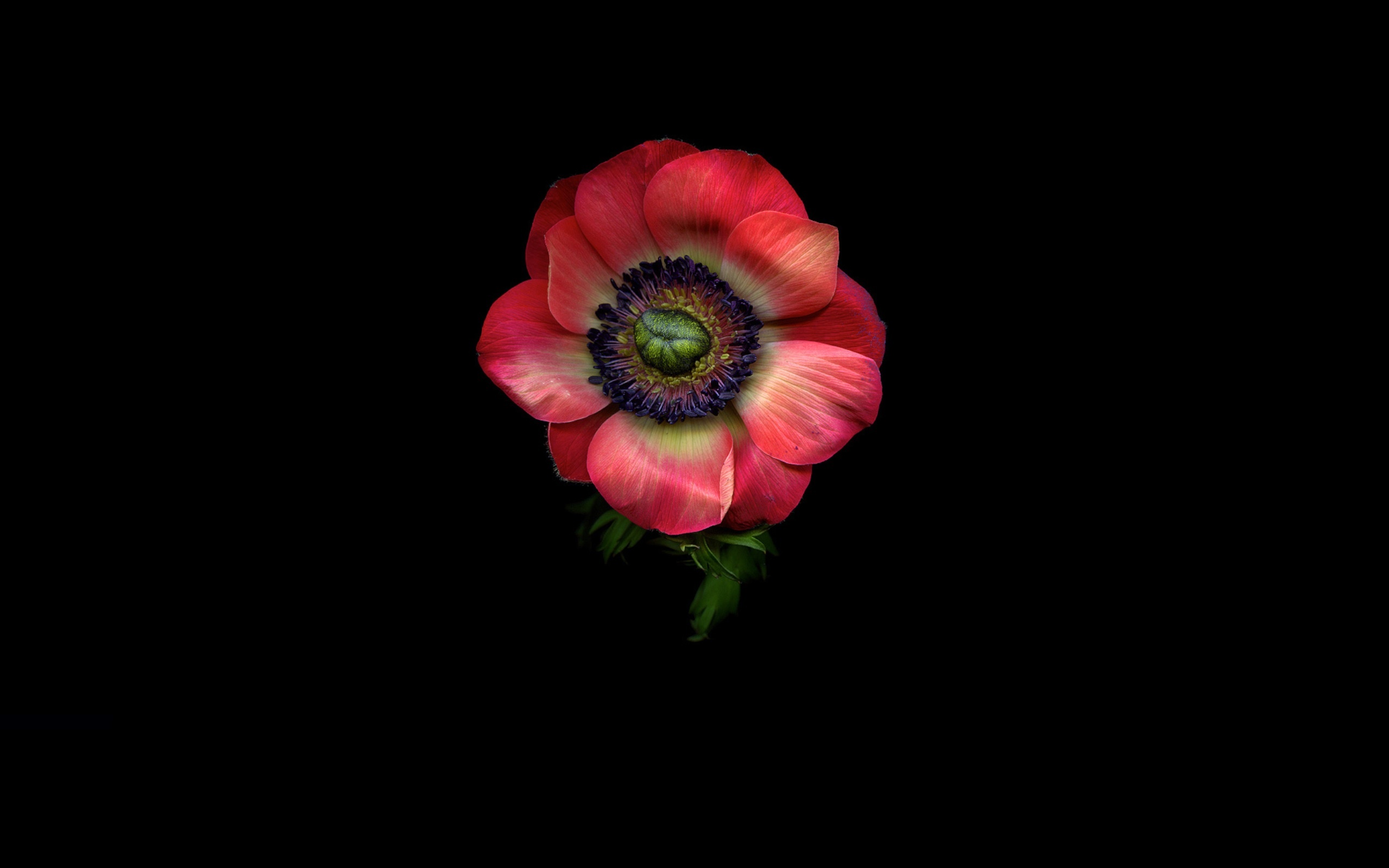 Earth Flower Anemone Close Up Pink Flower 2560x1600