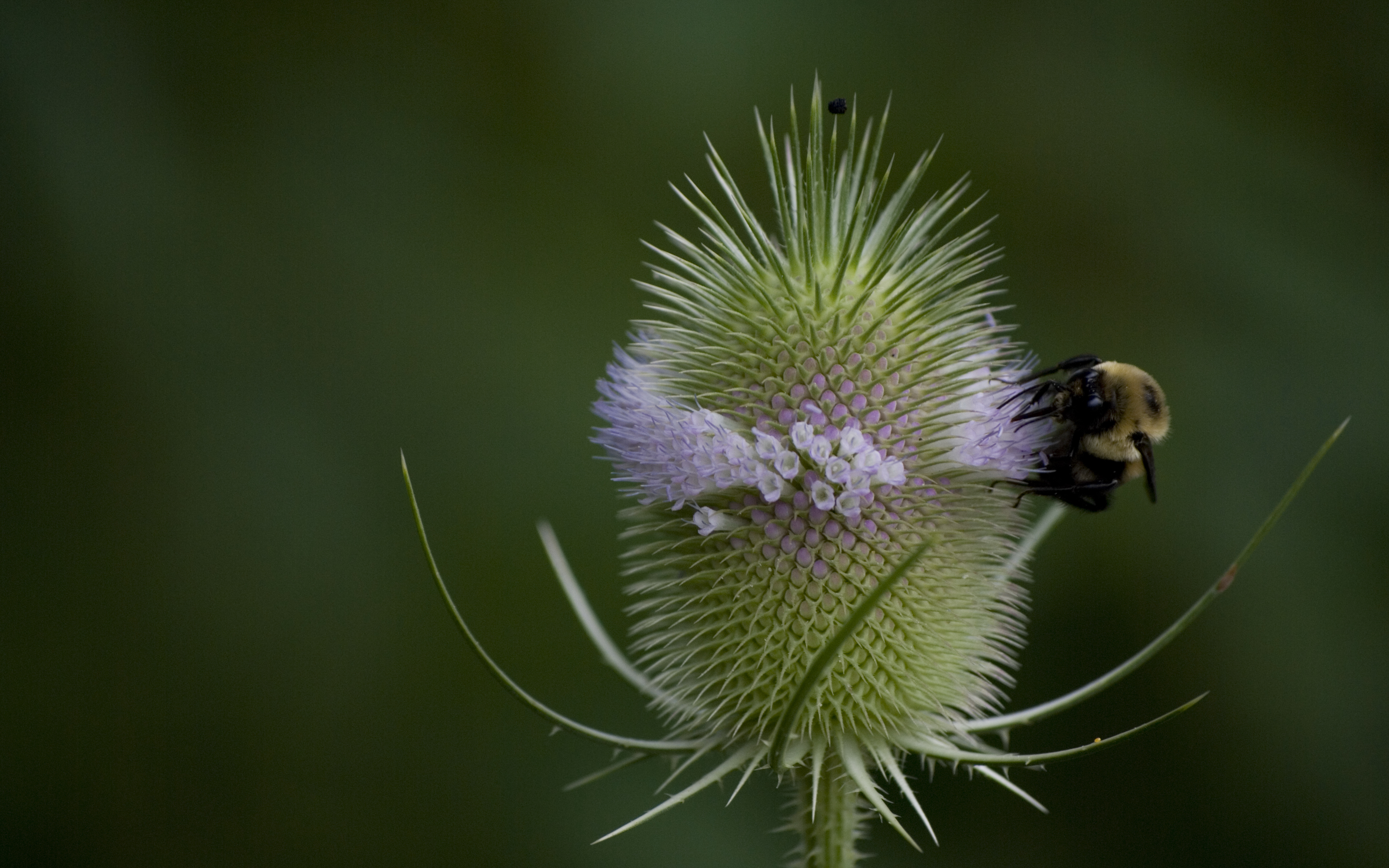Bee Bumblebee Flower Nectar 3872x2420