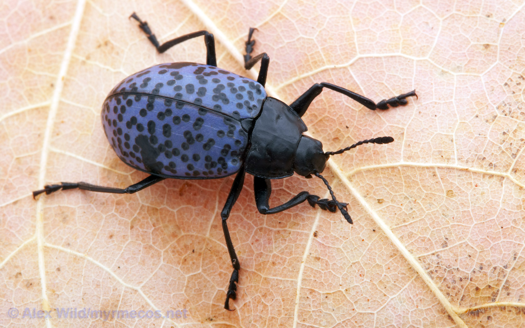 Beetle 1680x1050